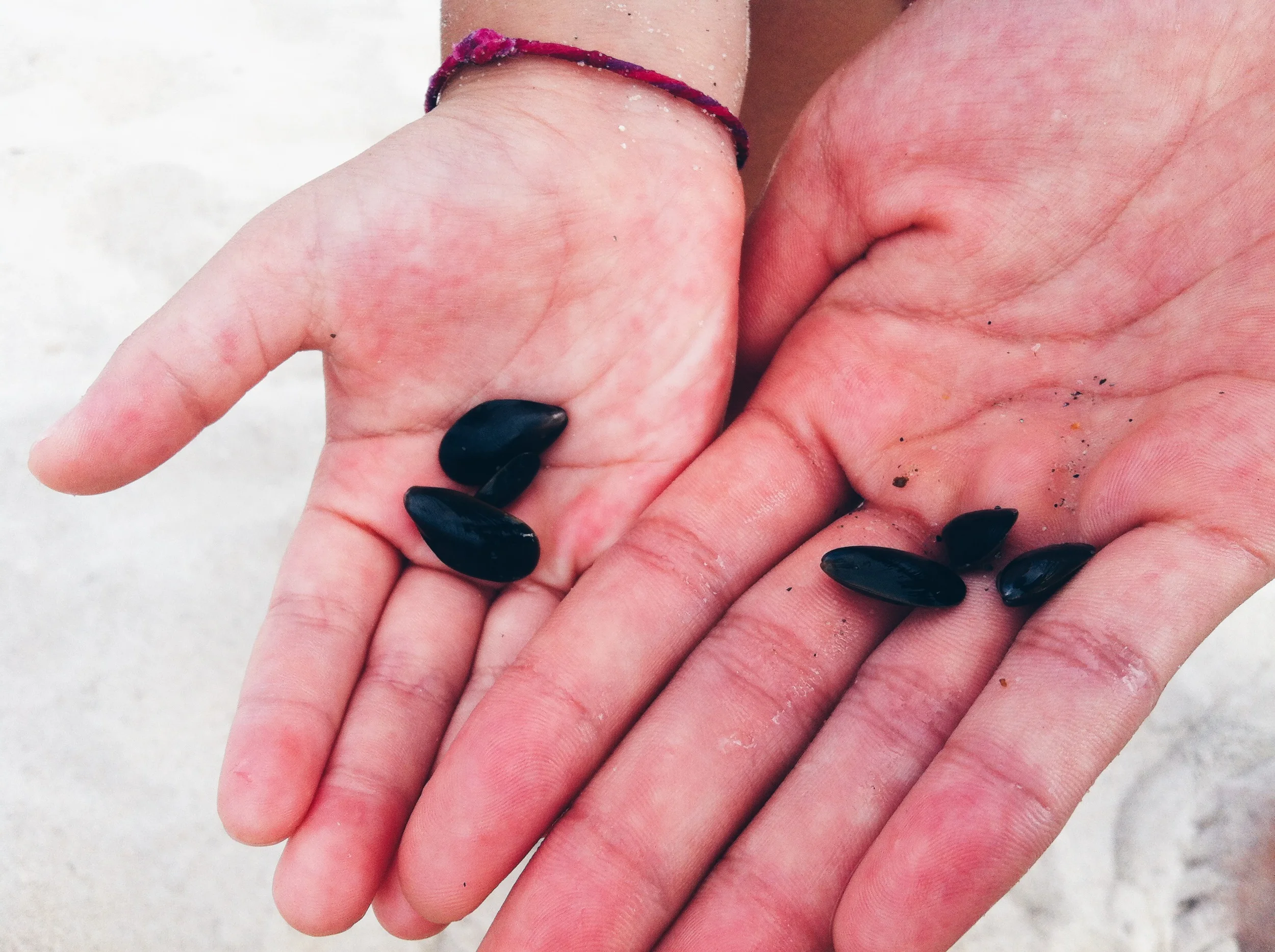 Crane Beach was great for finding these baby mussels washing onto the shore and the hermit crabs running around everywhere