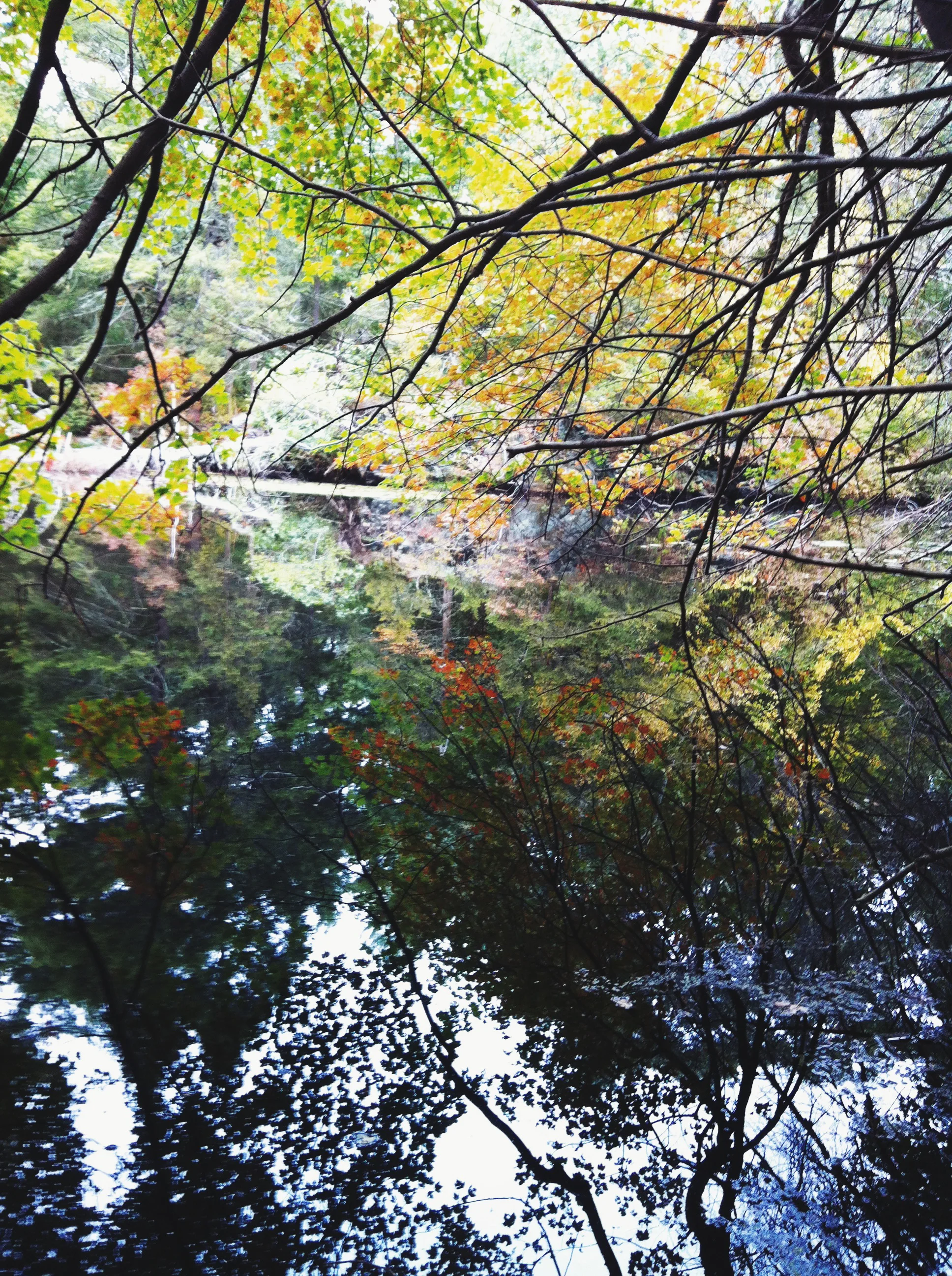 Broadmoor Nature Sanctuary in Natick