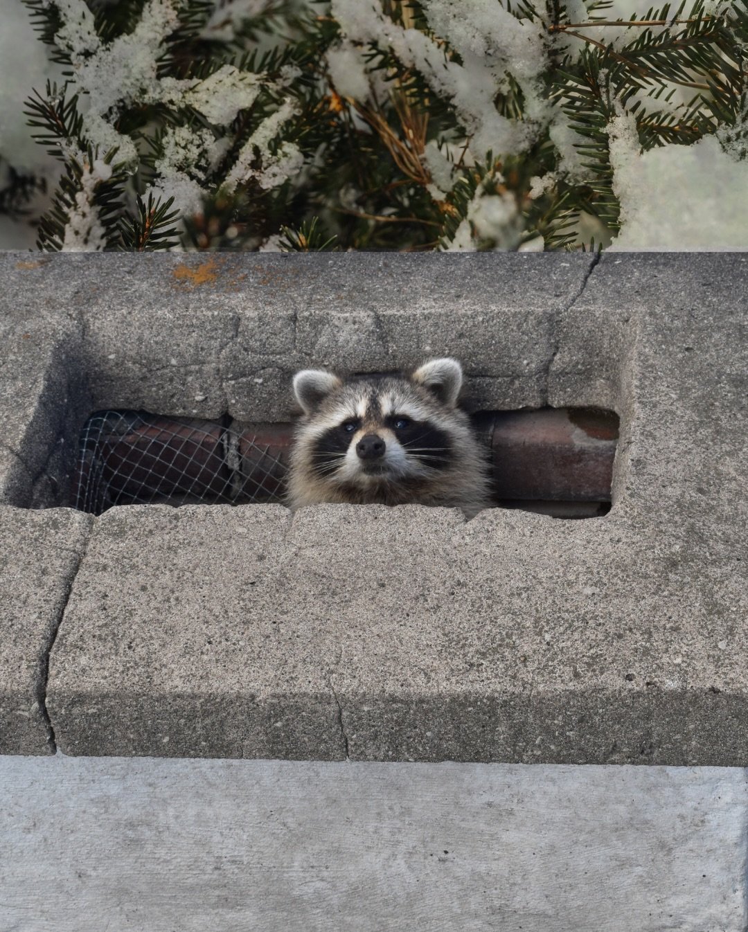 👀 Nouvelle journ&eacute;e, nouvelle toiture et&hellip; nouveau coll&egrave;gue surprise!? 🦝

#serveko #viedechantier #toiture #couvreurs #amisurprise #ratonlaveur #peekaboo #coucou