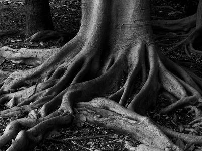 Roots..jpg