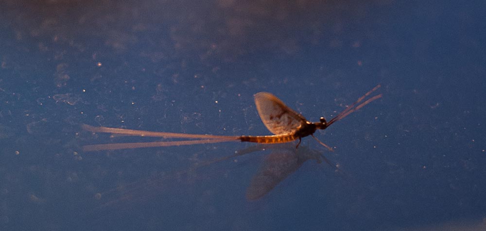 What is a Mayfly and why is there a feeding frenzy going on