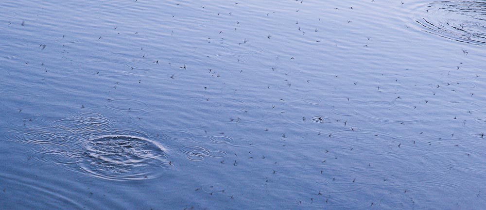 What is a Mayfly and why is there a feeding frenzy going on