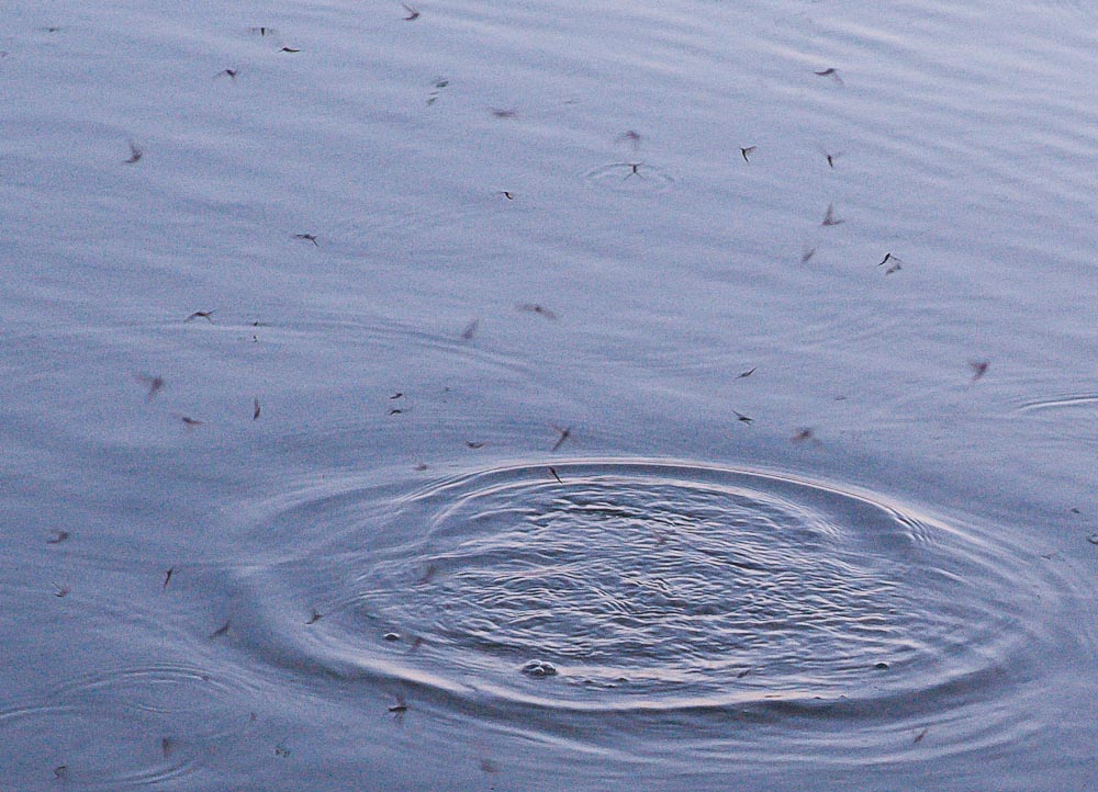 What is a Mayfly and why is there a feeding frenzy going on