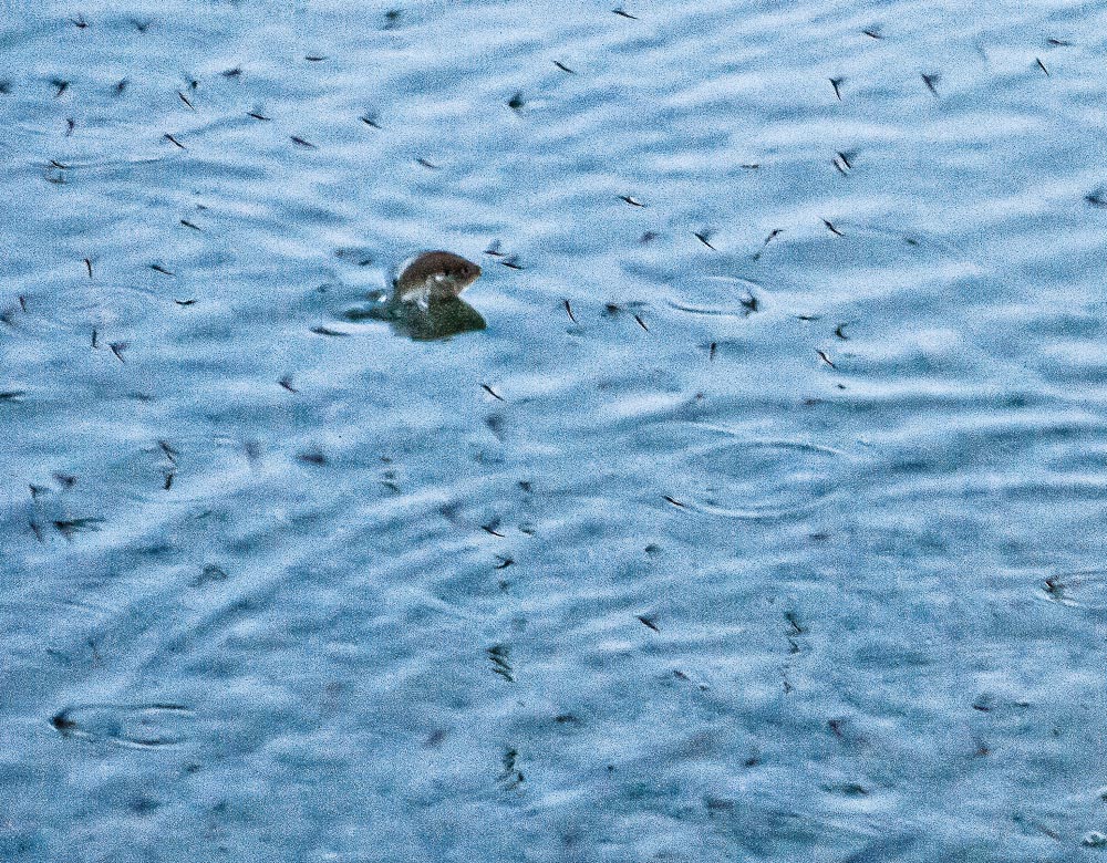 What is a Mayfly and why is there a feeding frenzy going on