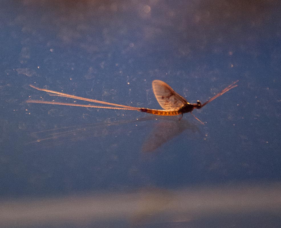 What is a Mayfly and why is there a feeding frenzy going on