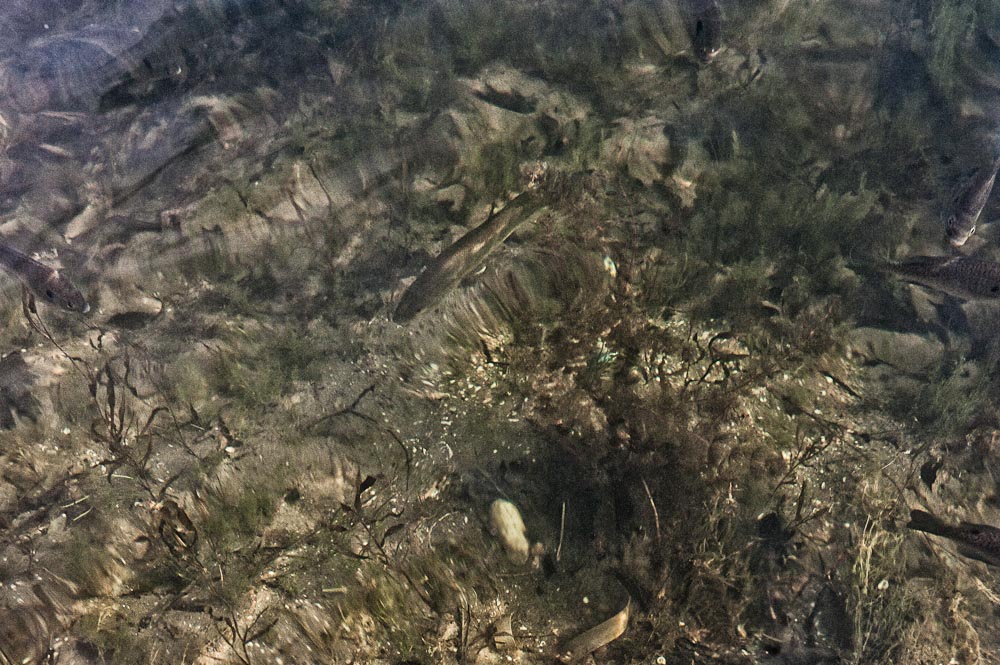 Micropterus salmoides ...or if its easier to say "Largemouth Bass"