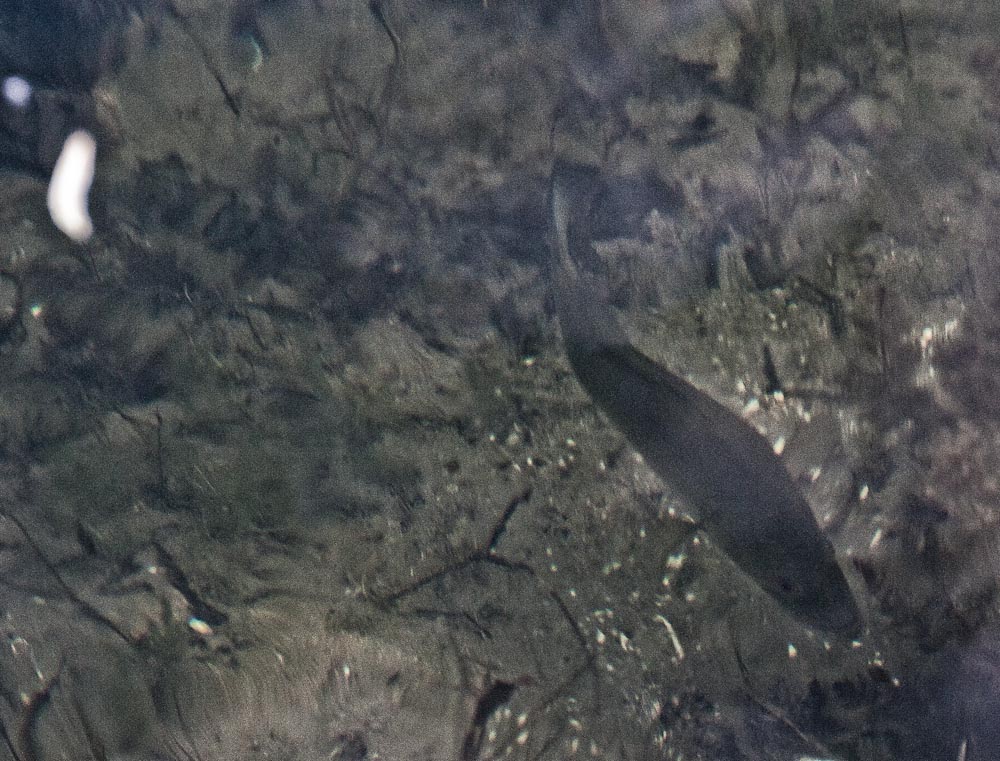 Micropterus salmoides ...or if its easier to say "Largemouth Bass"