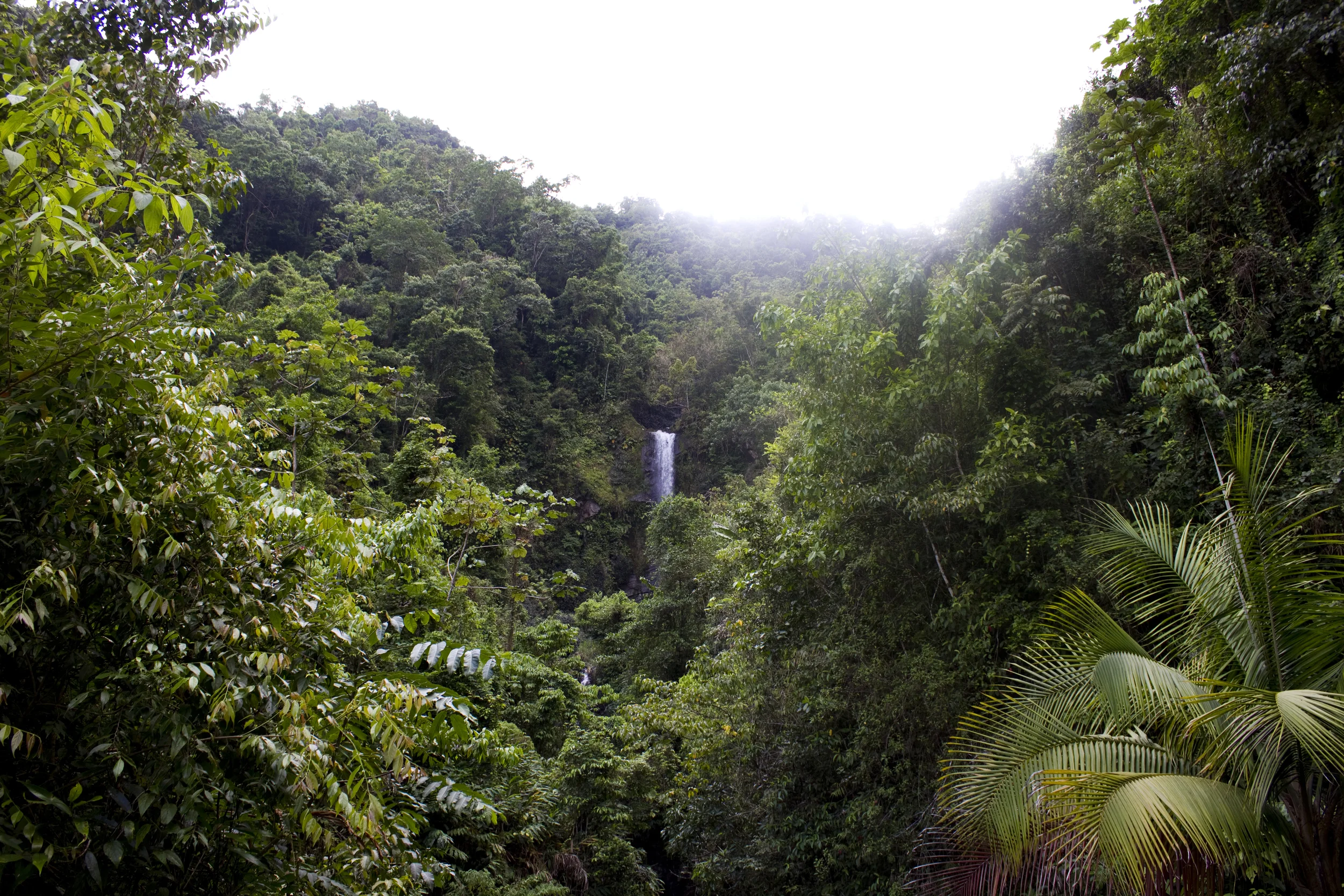Waterfall nestled amongst the Blue Mountains.