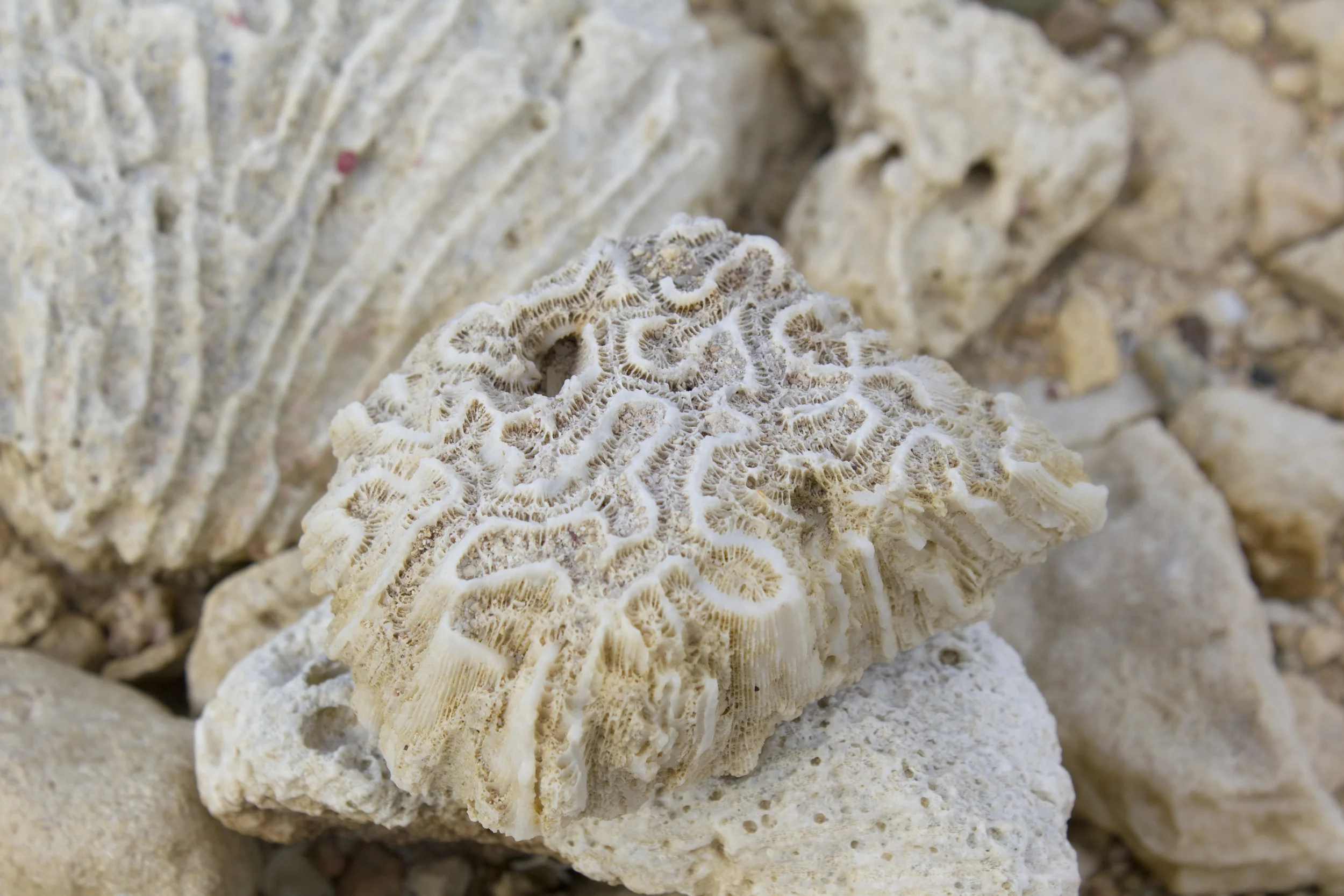 She sells sea shells by the seashore
