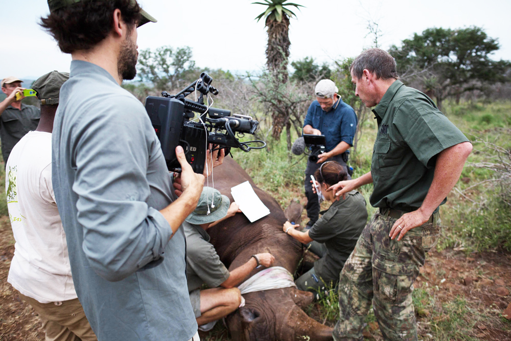  microchipping rhino on zululand rhino reserve -cameramen branlin  