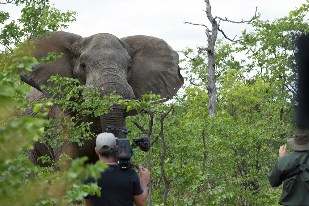 Steve Best and I confronted by a young ele bull as we look for his big brother.