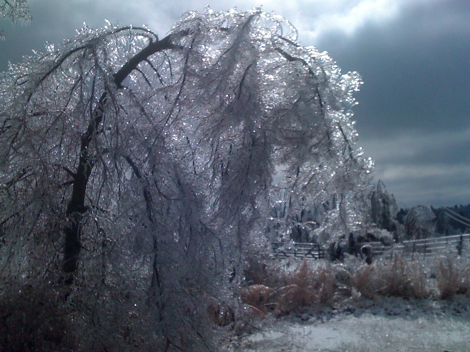 Ice Storm 2009 029.JPG