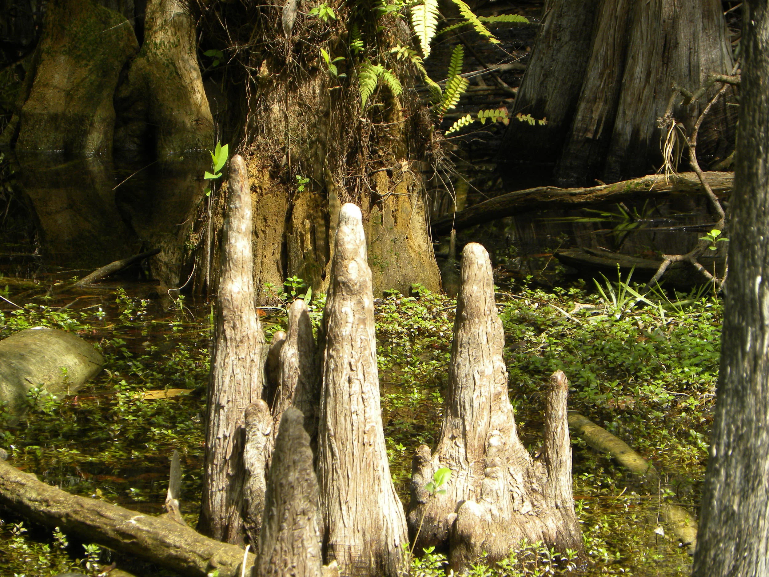 DSCN9471.JPG