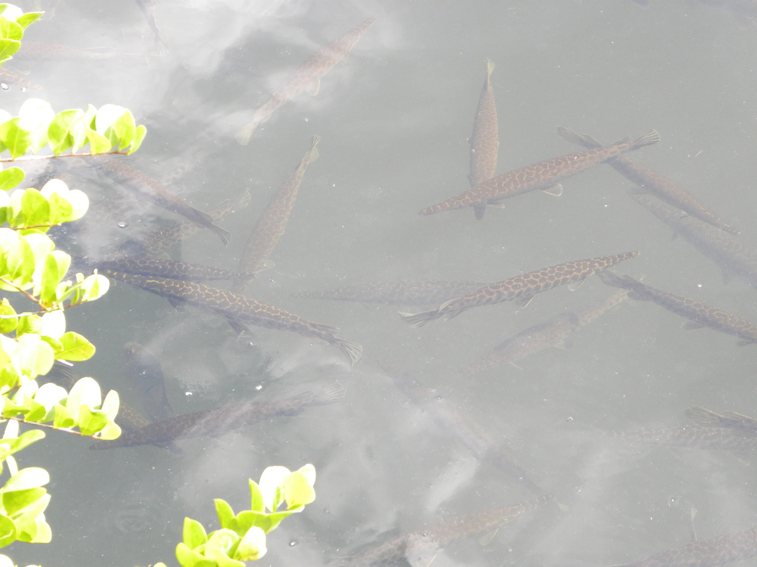 DSCN9533.JPG