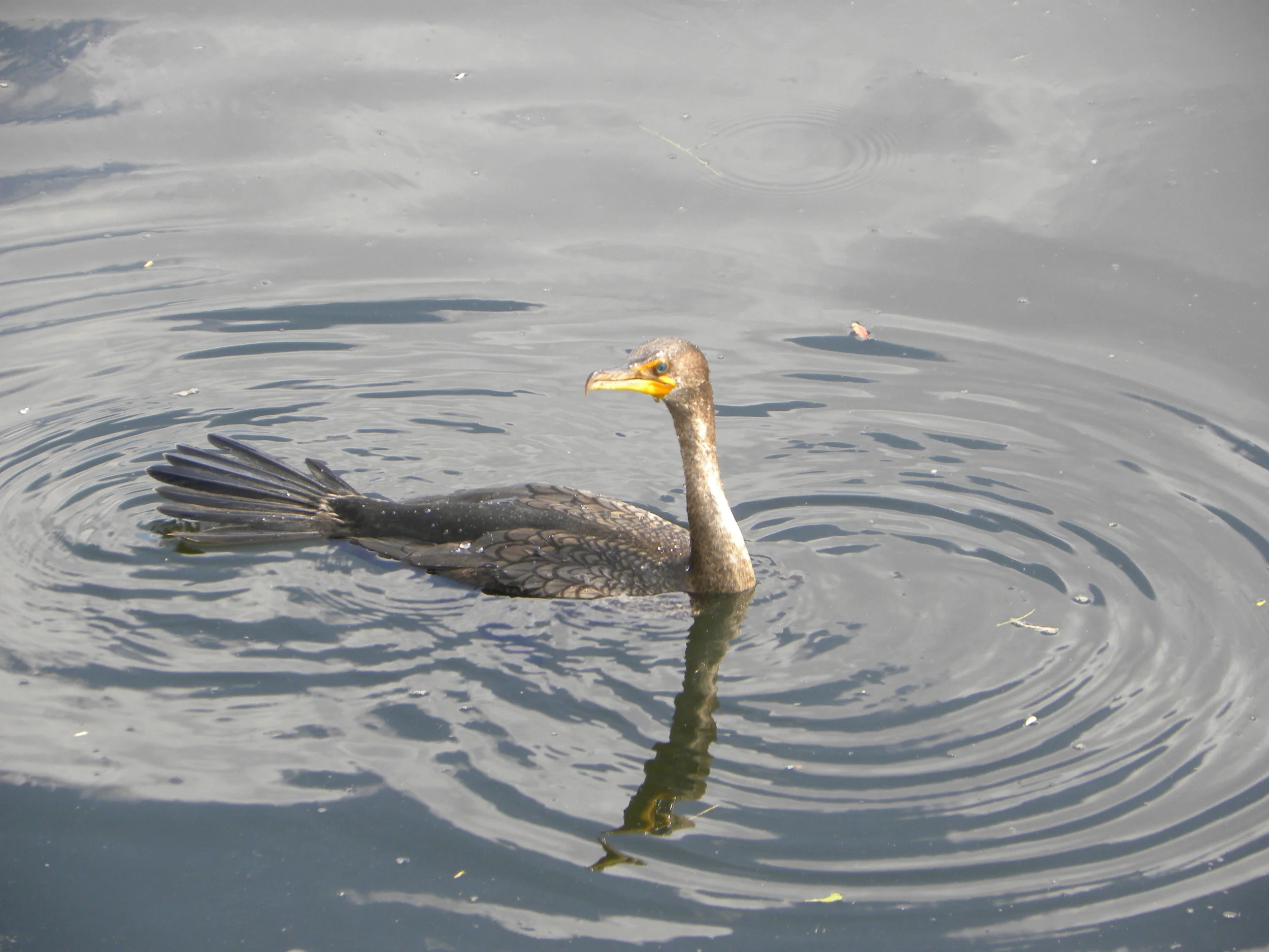 DSCN9550.JPG
