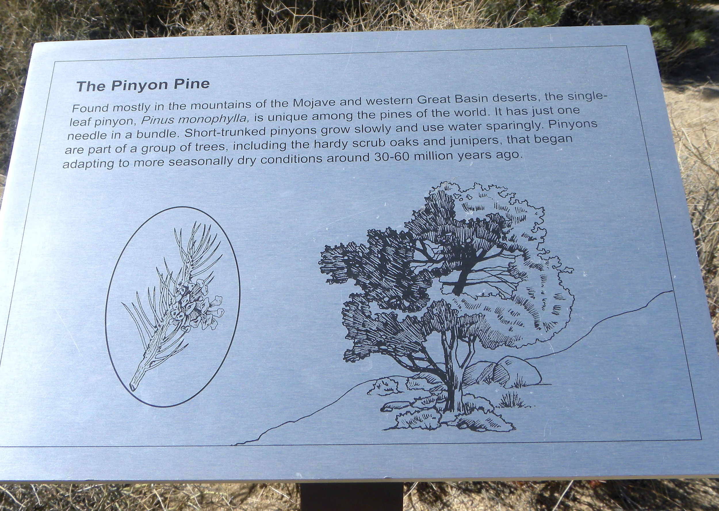 DSCN2032XXSMX 15.JPG