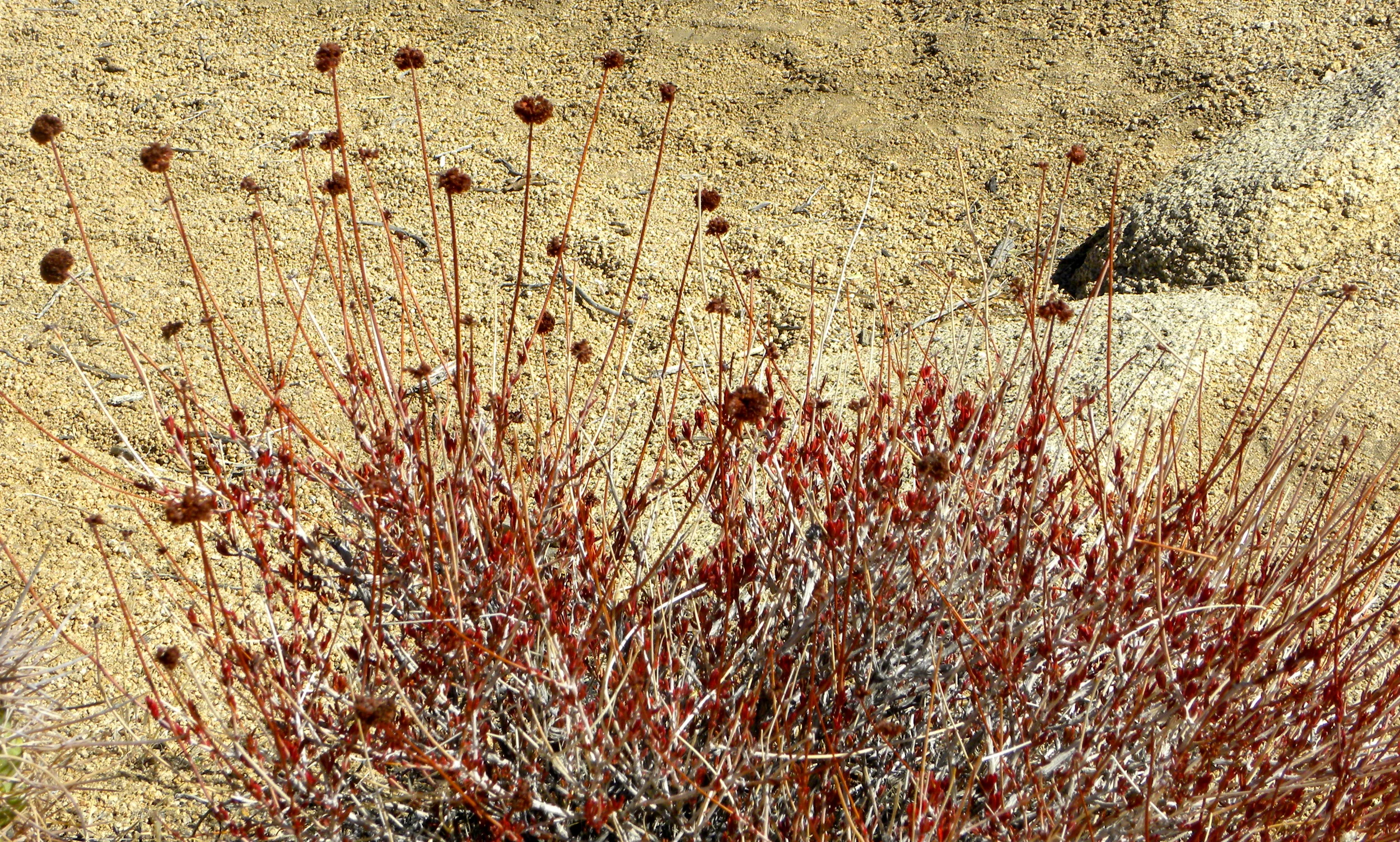 DSCN2032XXSMX 33.JPG