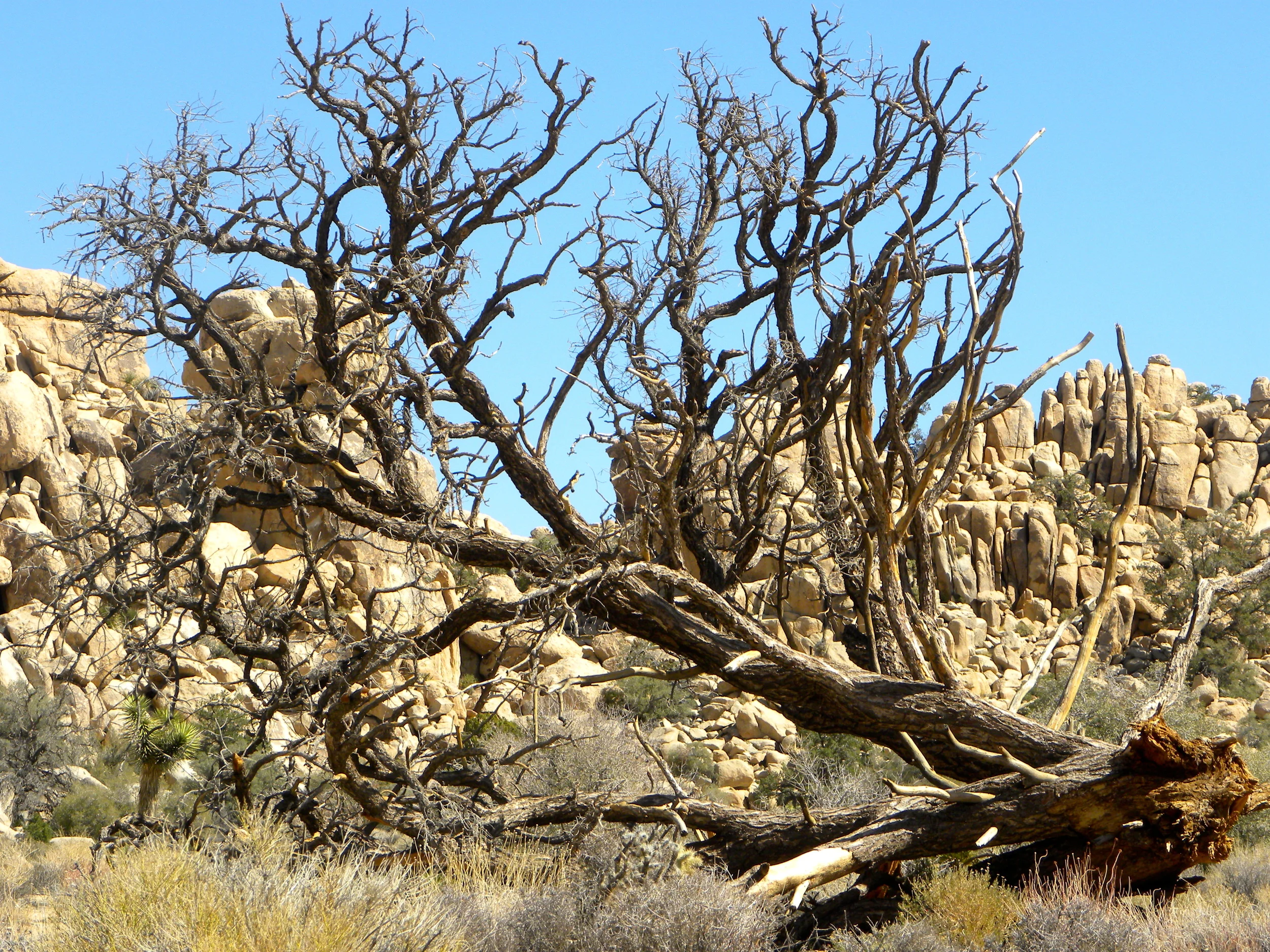 DSCN2032XXSMX 35.JPG