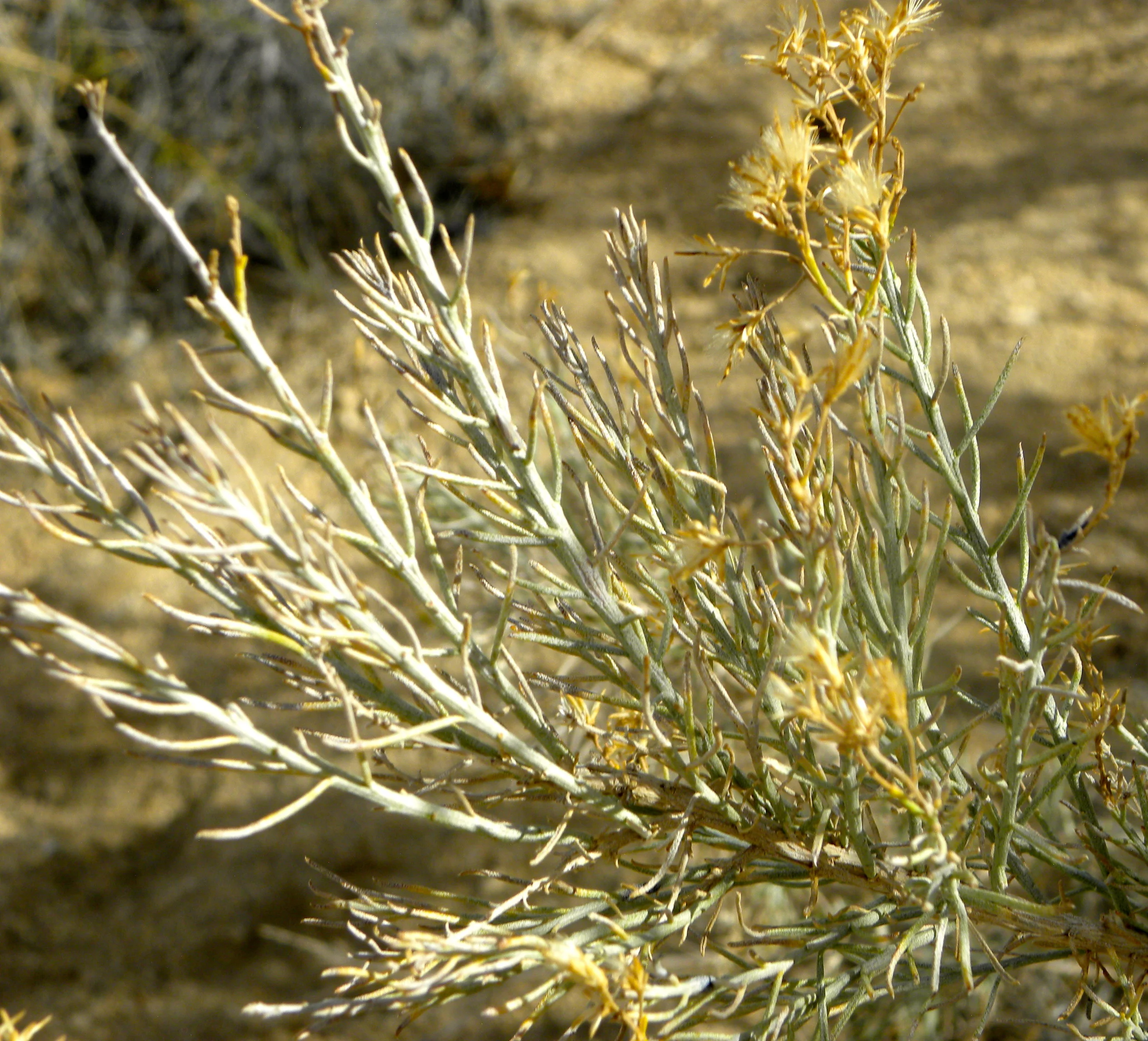 DSCN2032XXSMx 11.JPG