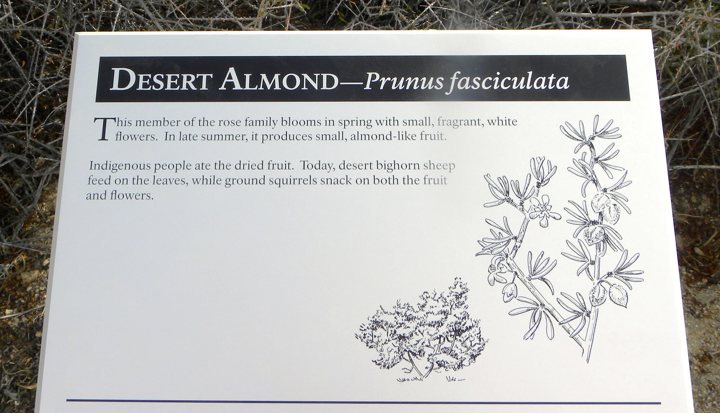 DSCN2032XXSMx 14.JPG