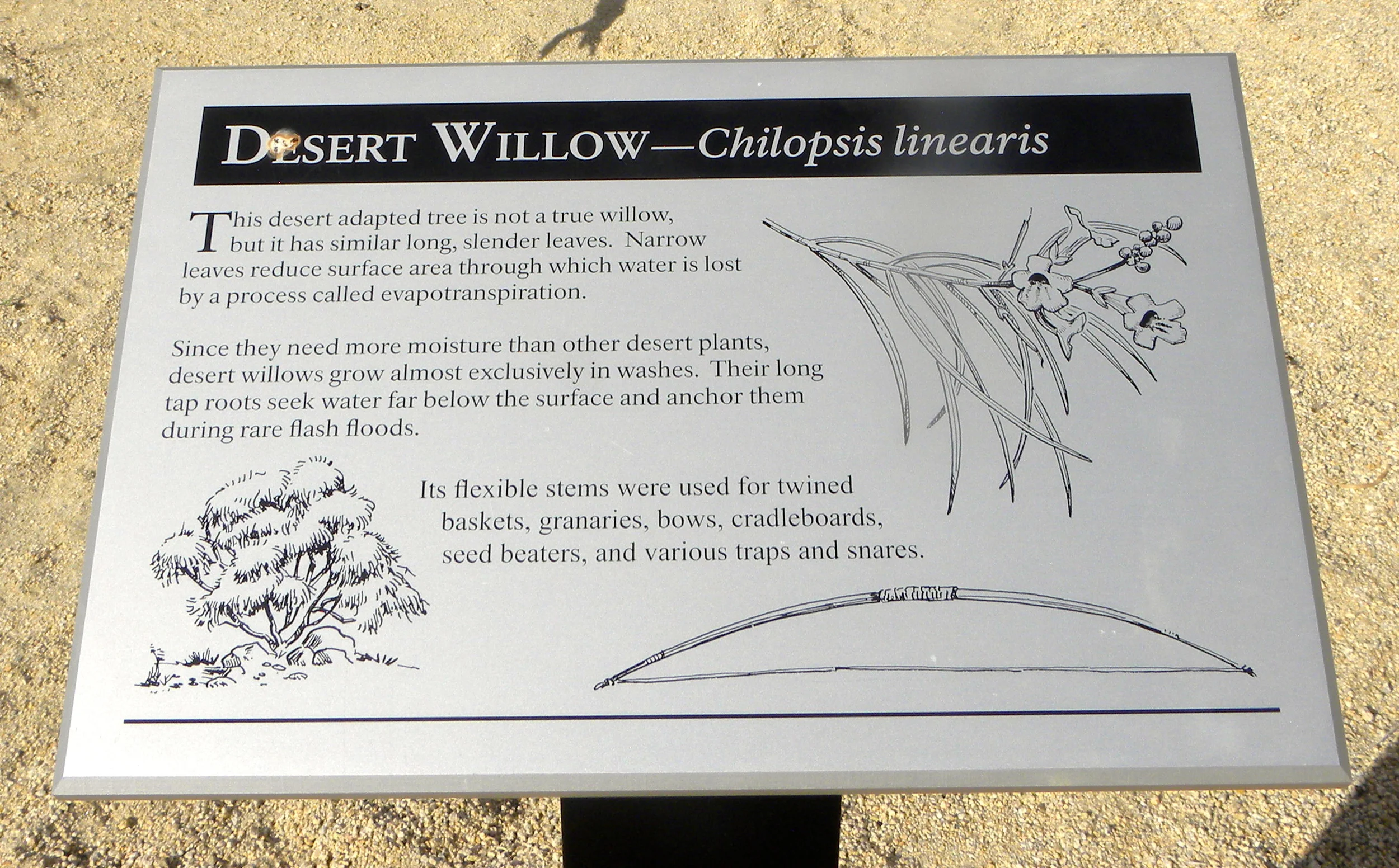 DSCN2032XXSMx 15.JPG