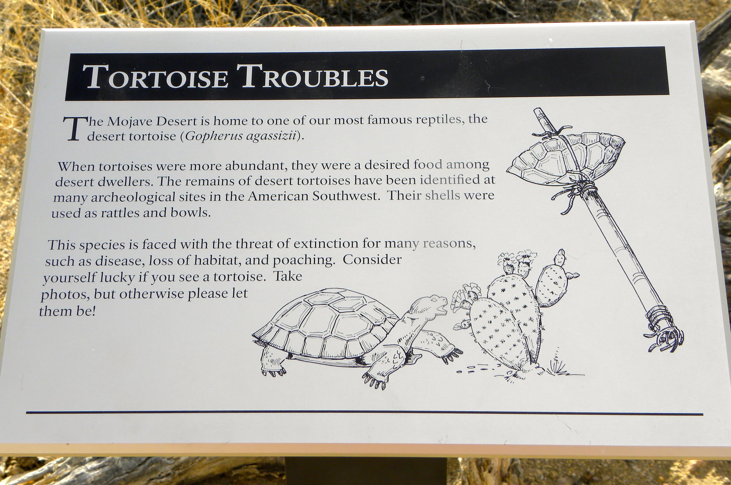 DSCN2032XXSMx 21.JPG