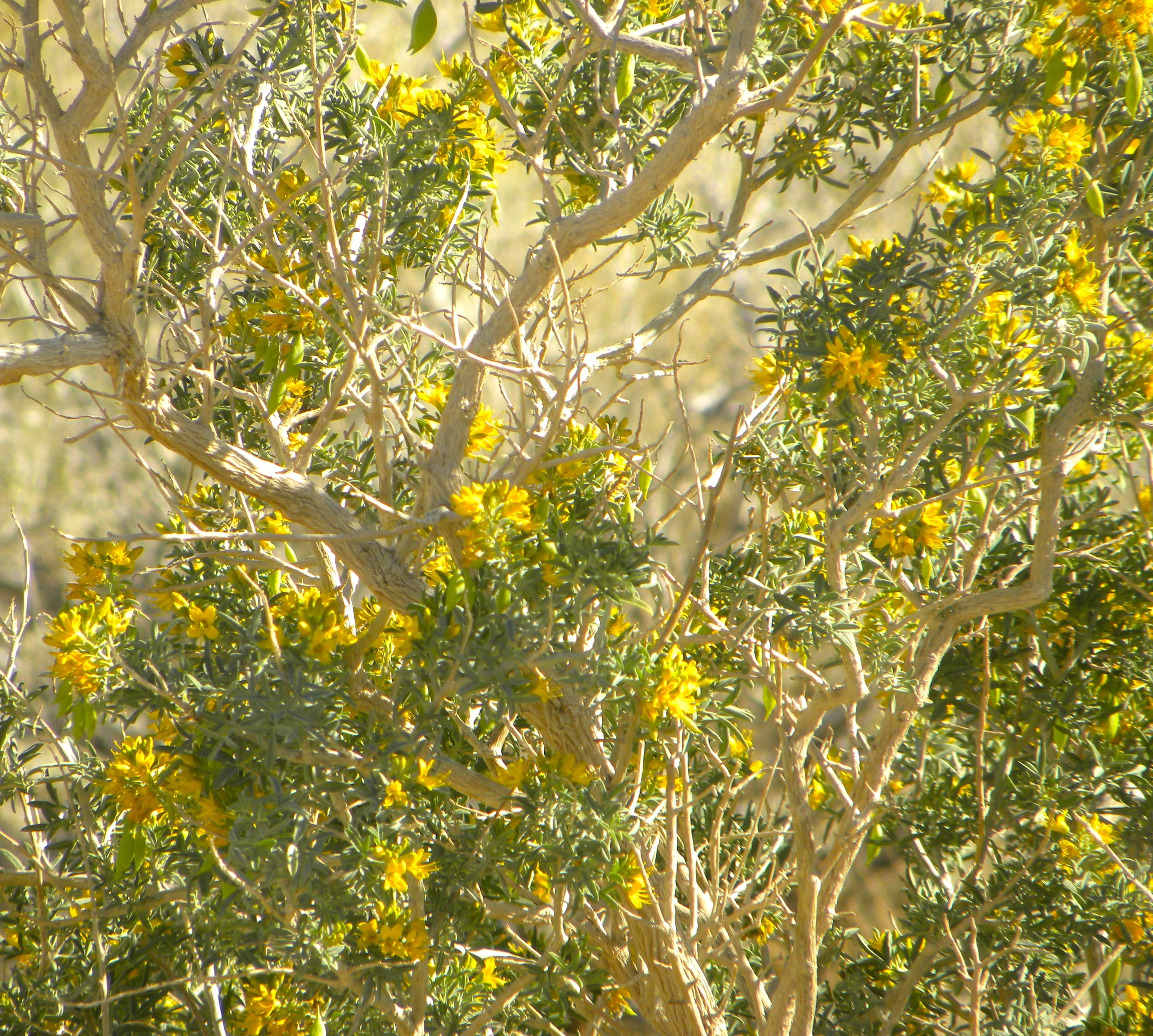 DSCN2032XXSMx 10.JPG