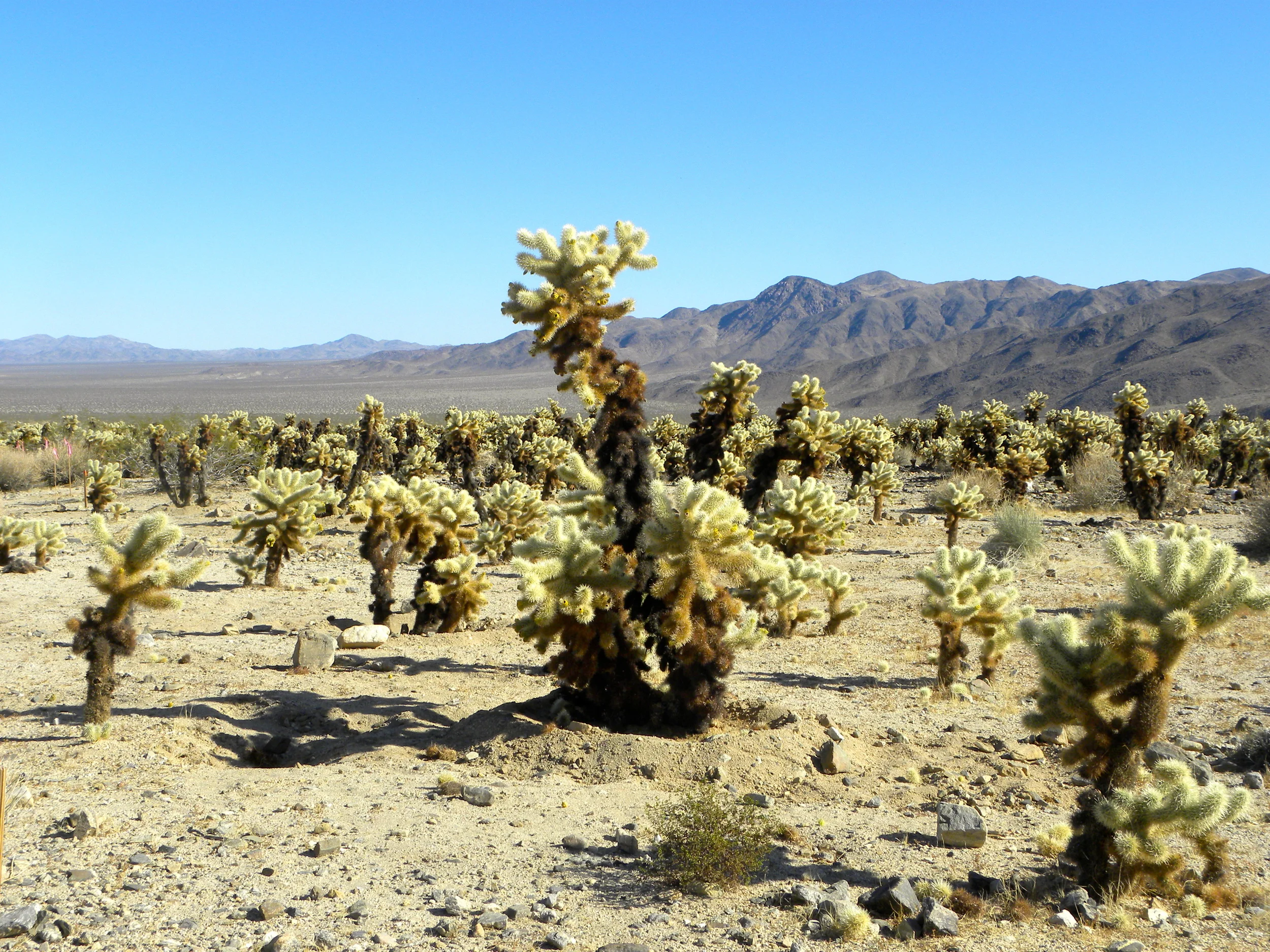 DSCN2032XXSMx 12.JPG