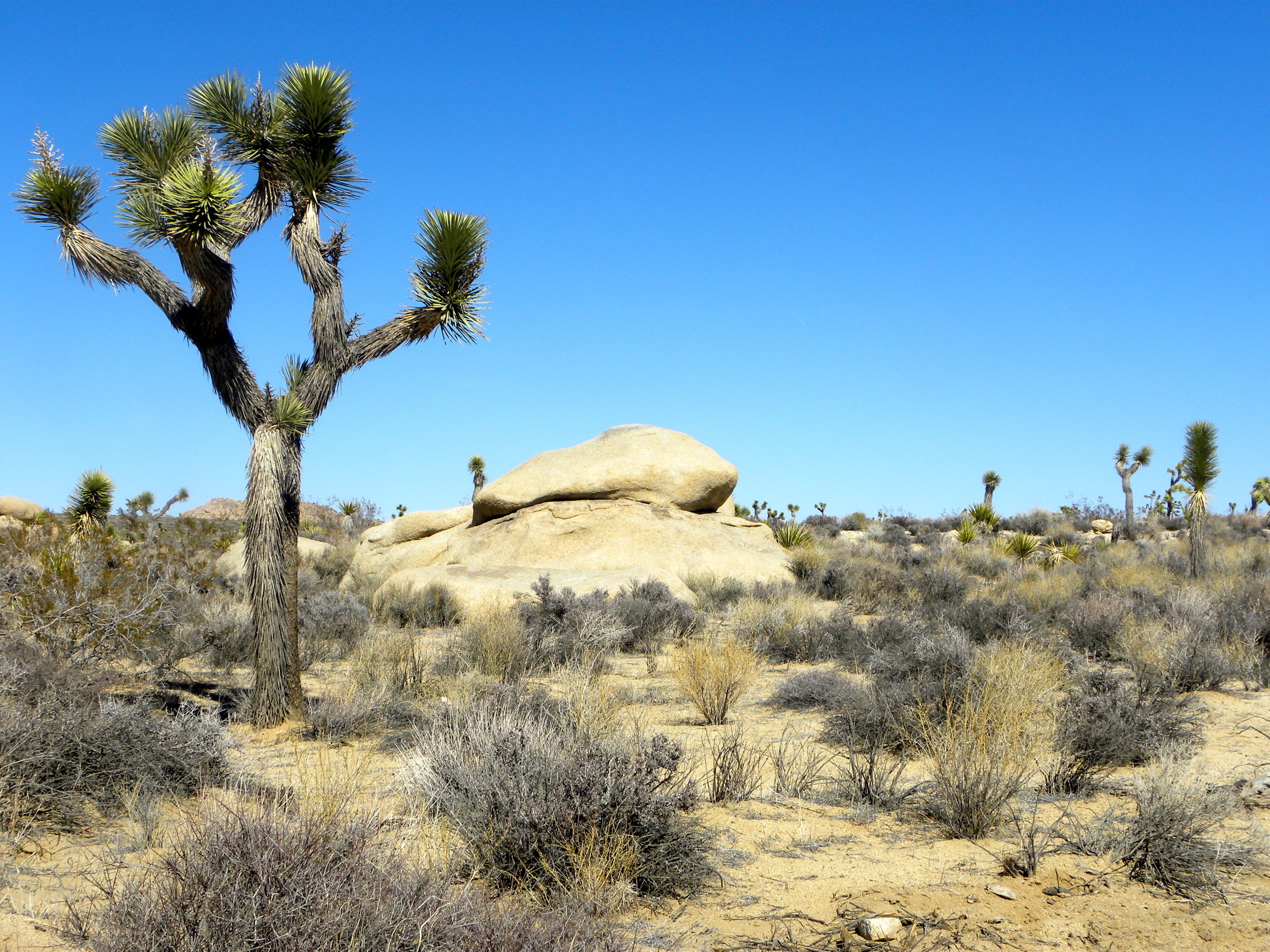 DSCN2032XXSMx 15.JPG