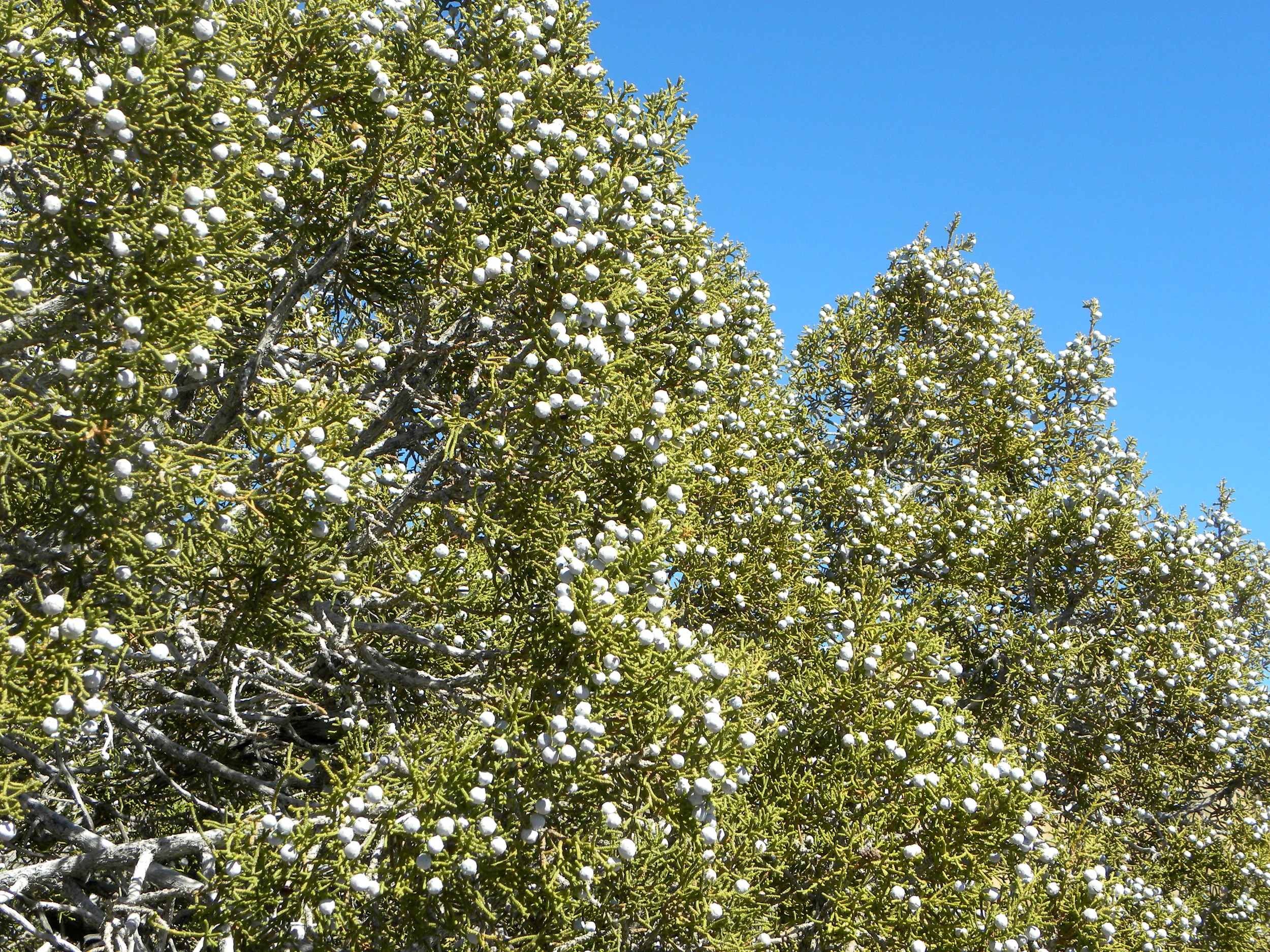 DSCN2032XXSMx 27.JPG