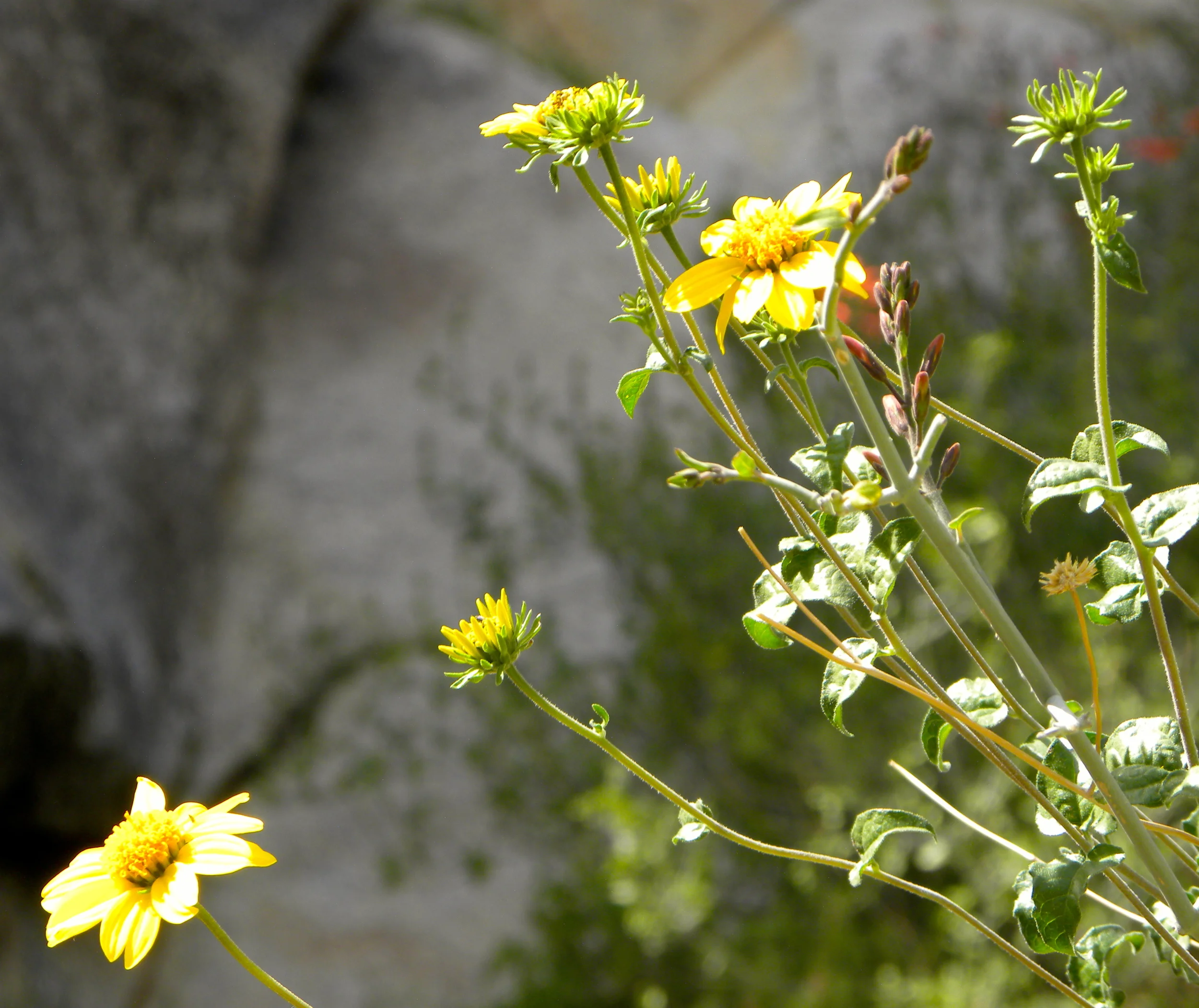 DSCN2032XXSMx 25.JPG