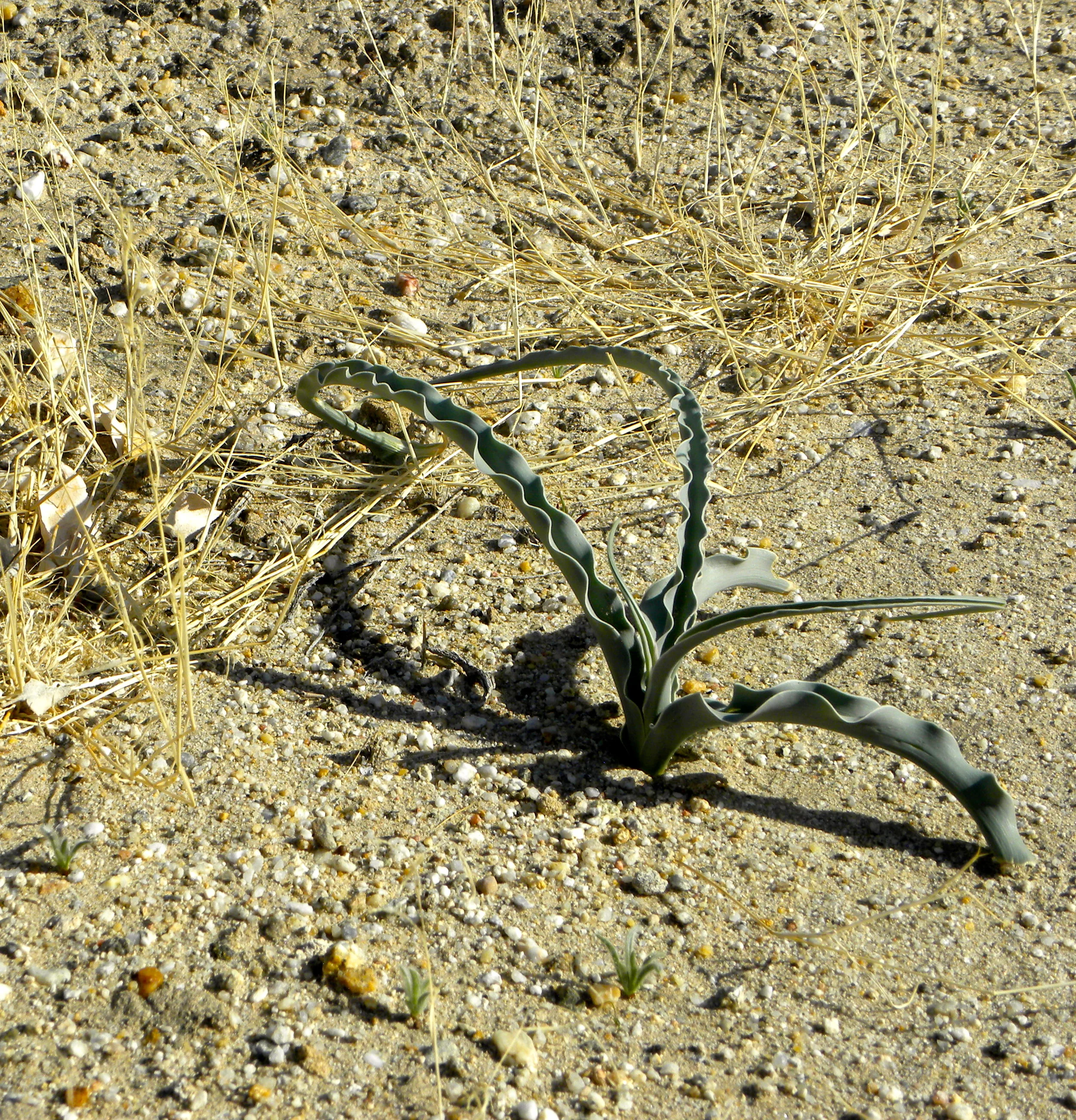 DSCN2032XXSMx 22.JPG