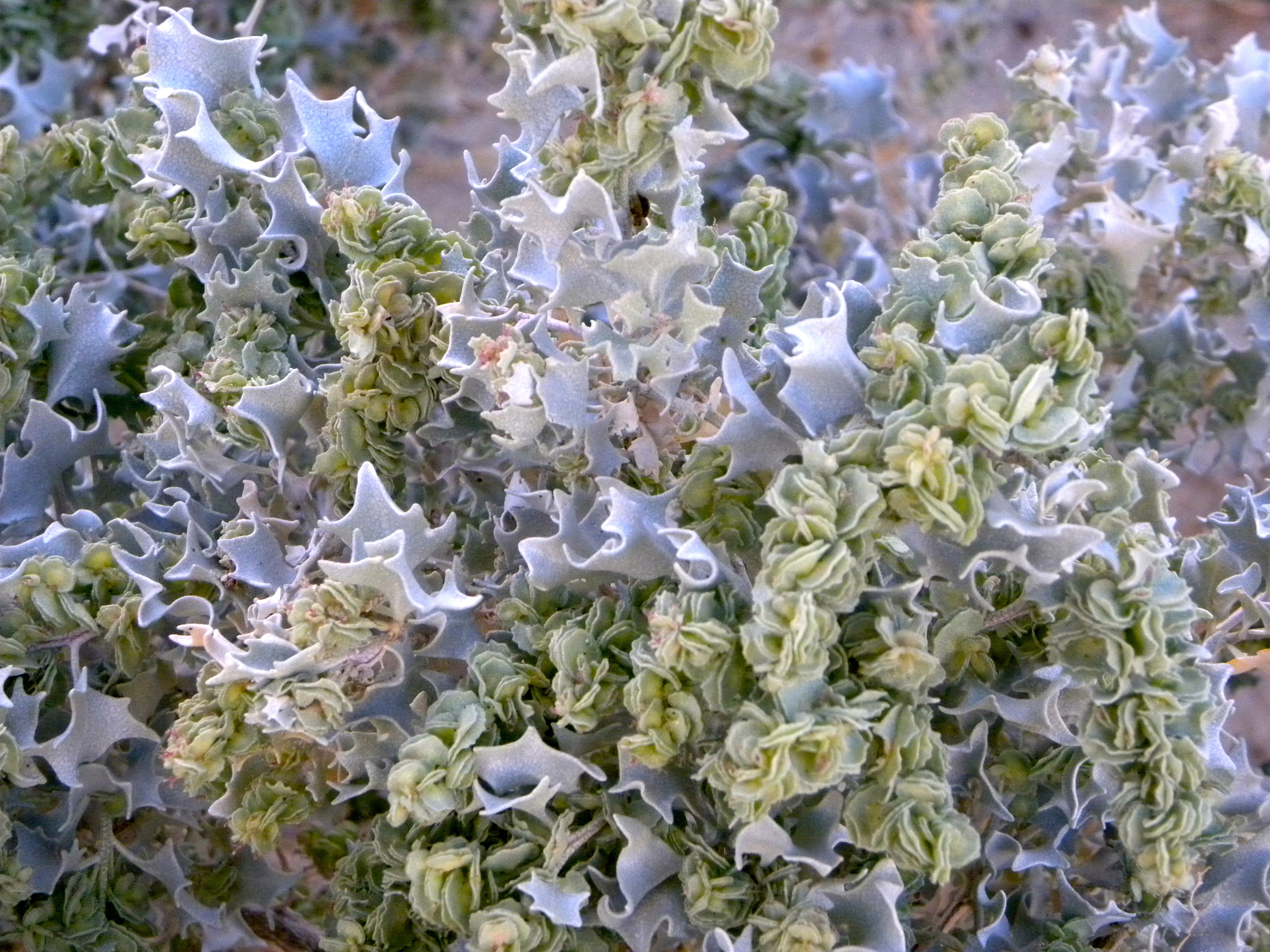 DSCN2032XXSMx 28.JPG