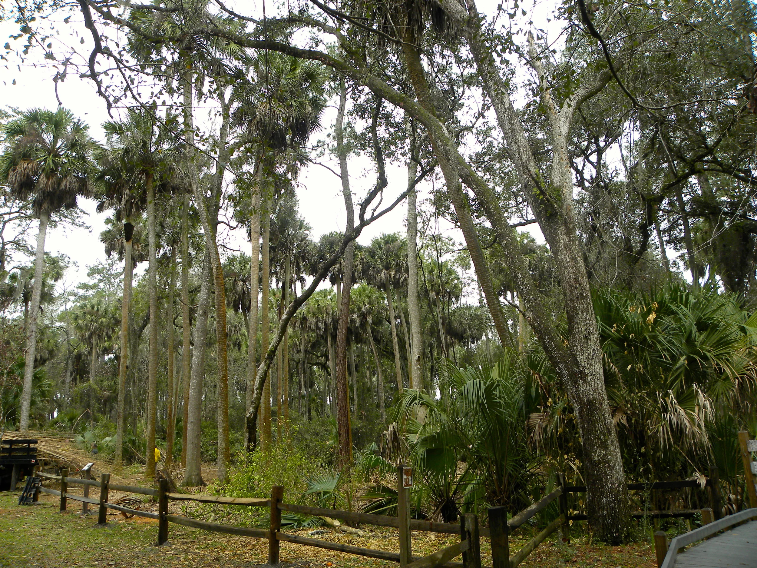 Juniper Springs Trail  - 06.JPG