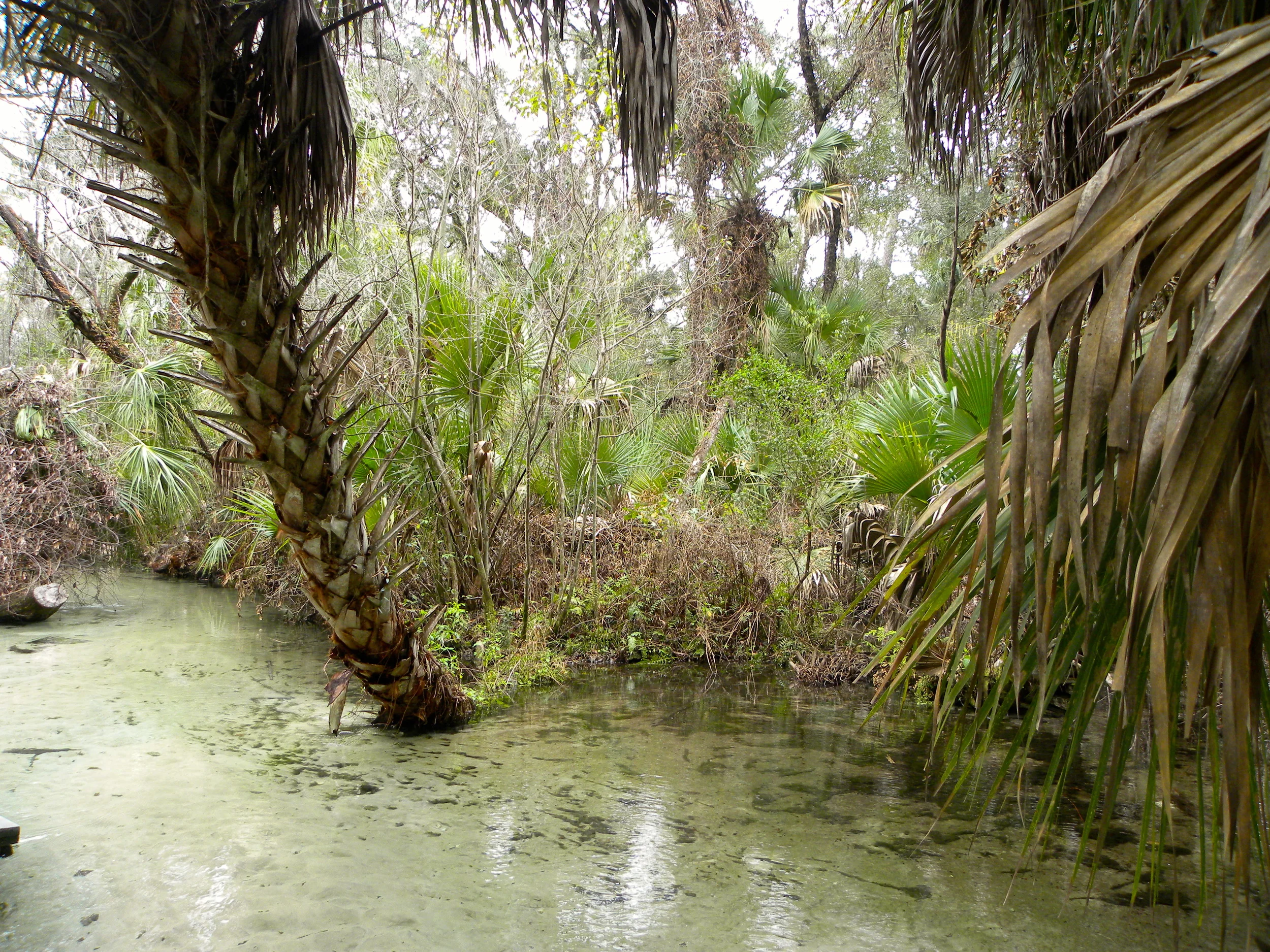 Juniper Springs Trail  - 08.JPG