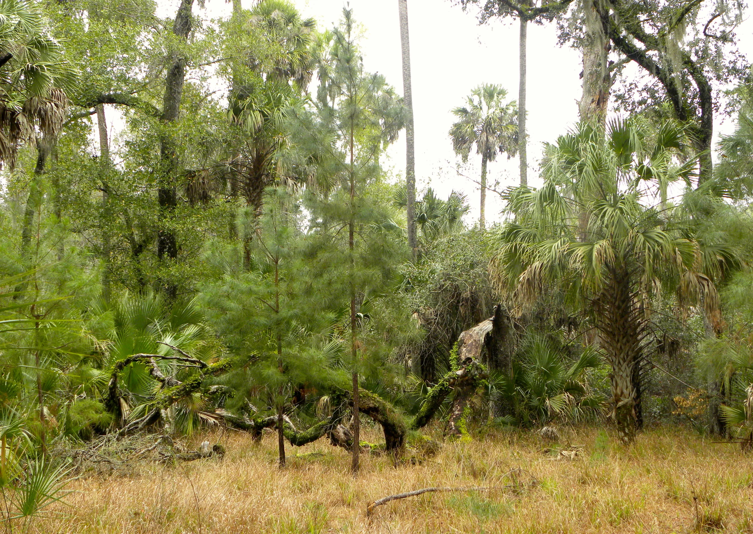 Juniper Springs Trail  - 07.JPG