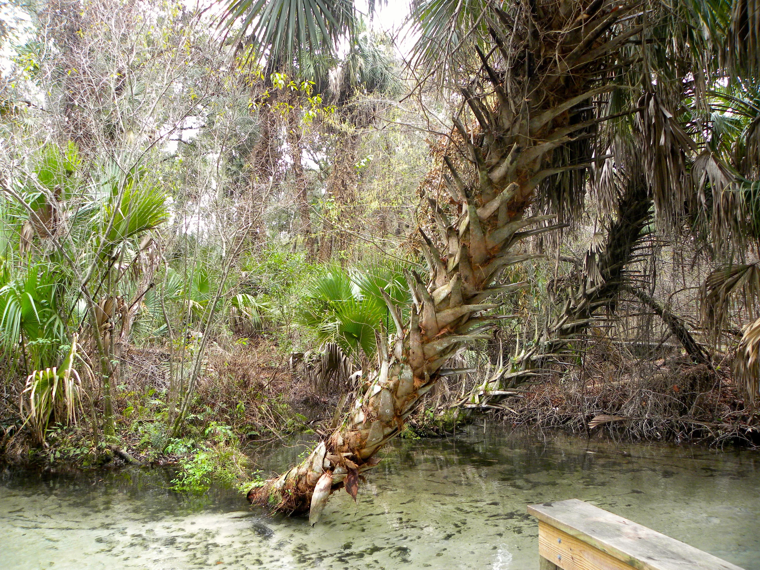 Juniper Springs Trail  - 09.JPG