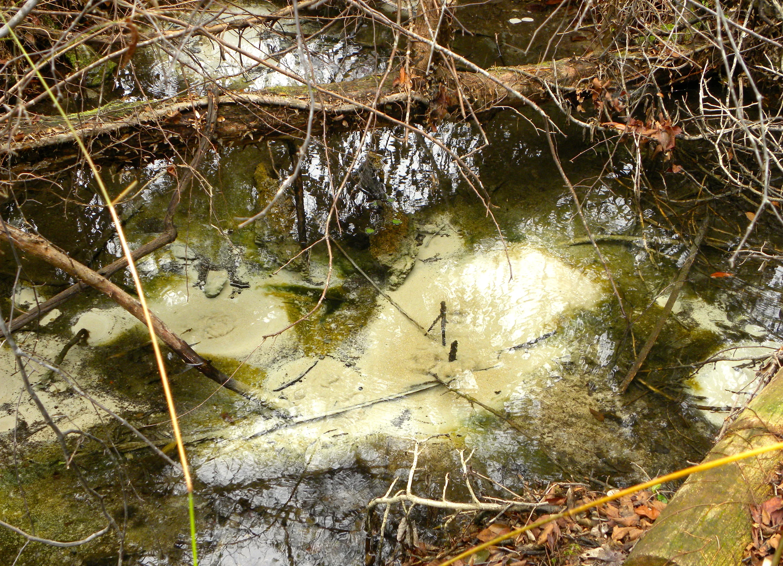 Juniper Springs Trail  - 13.JPG