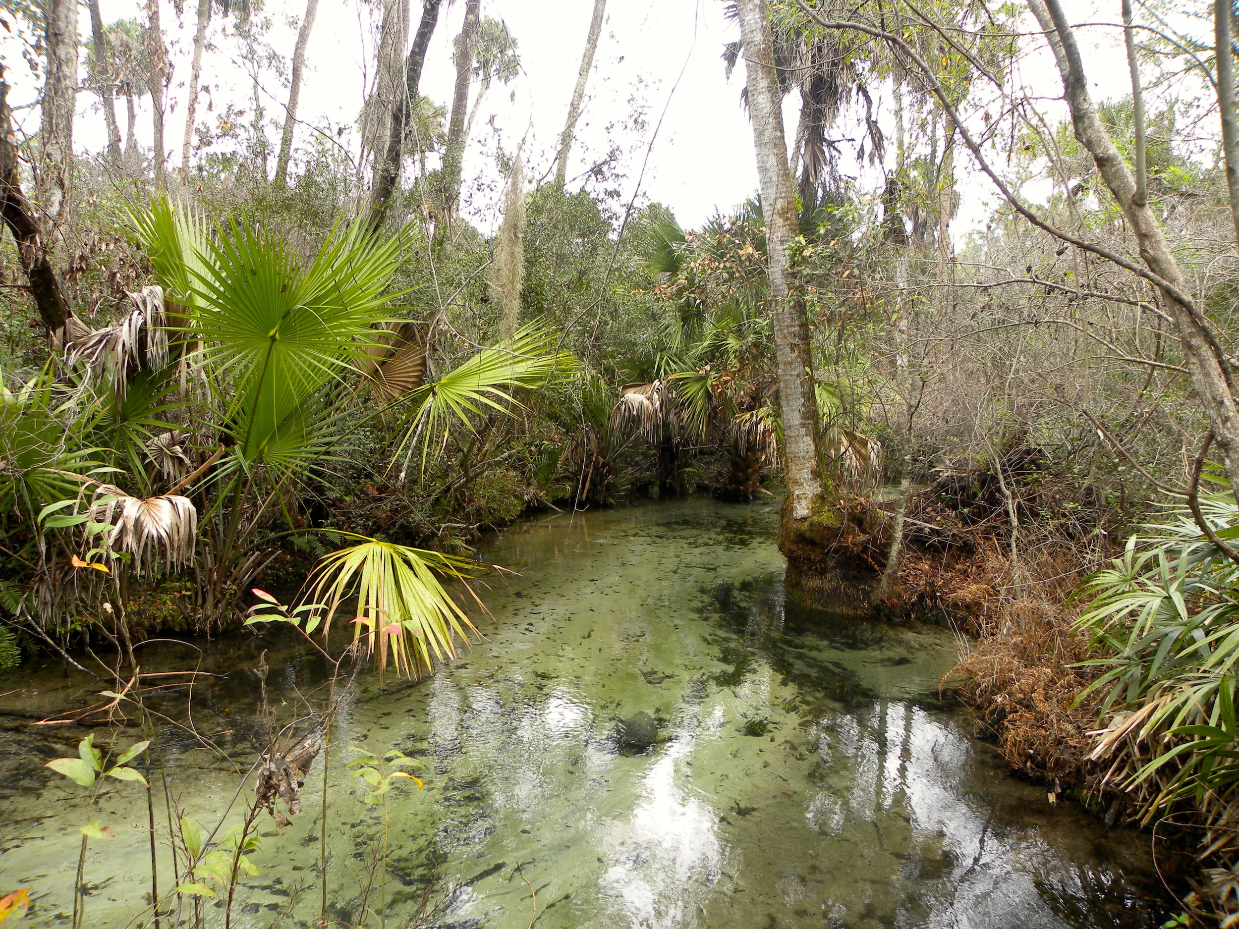 Juniper Springs Trail  - 14.JPG