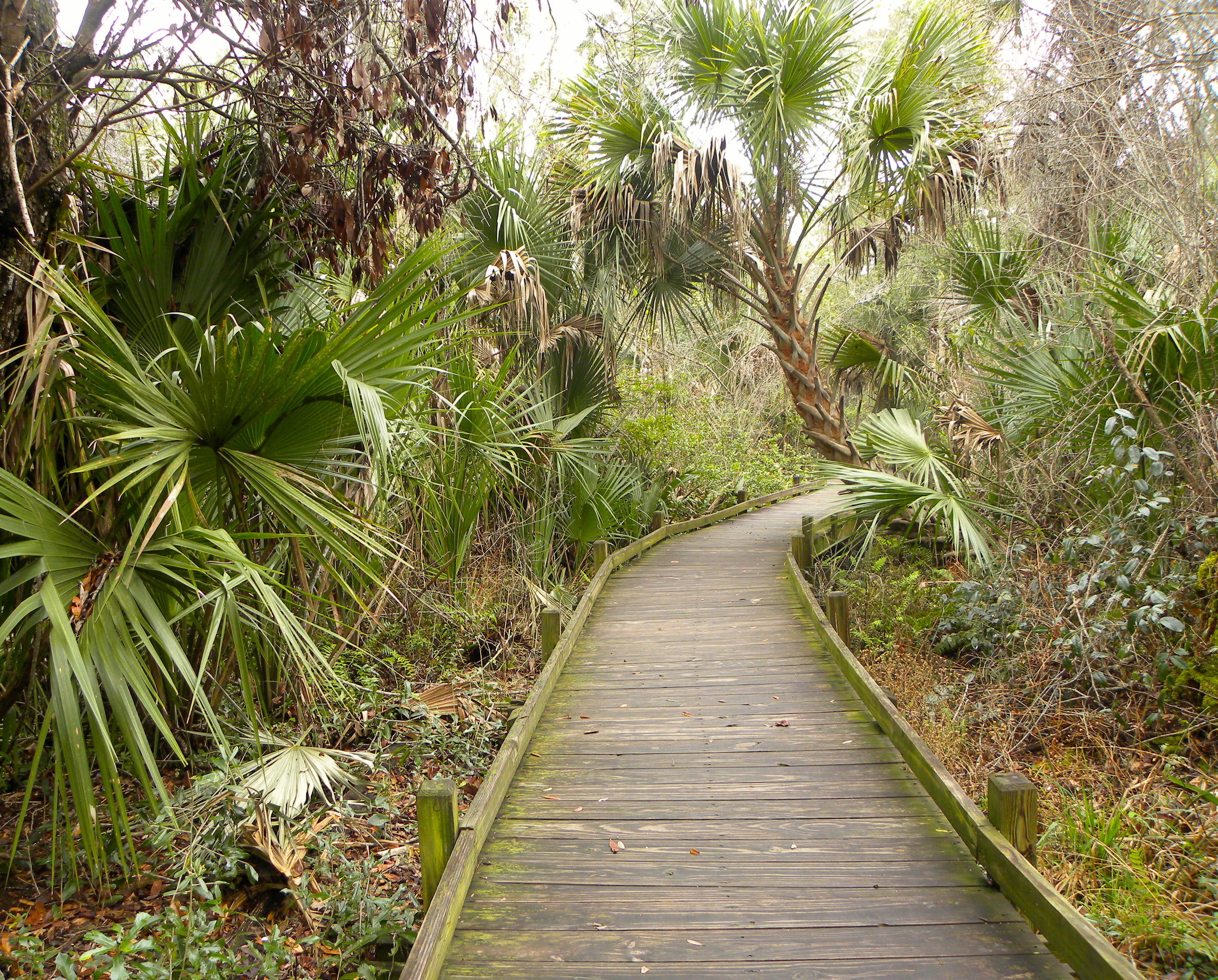 Juniper Springs Trail  - 16.JPG