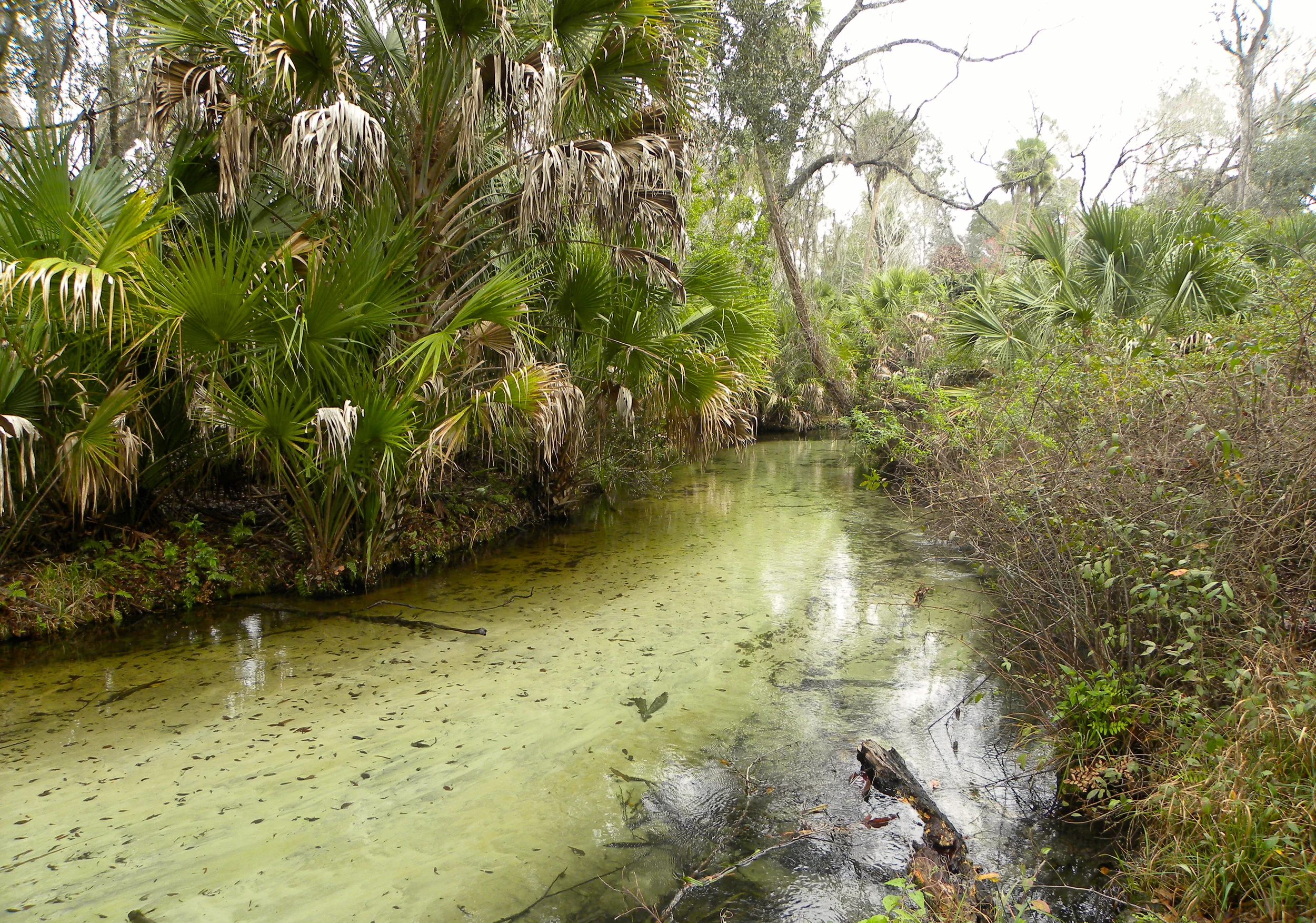 Juniper Springs Trail  - 18.JPG