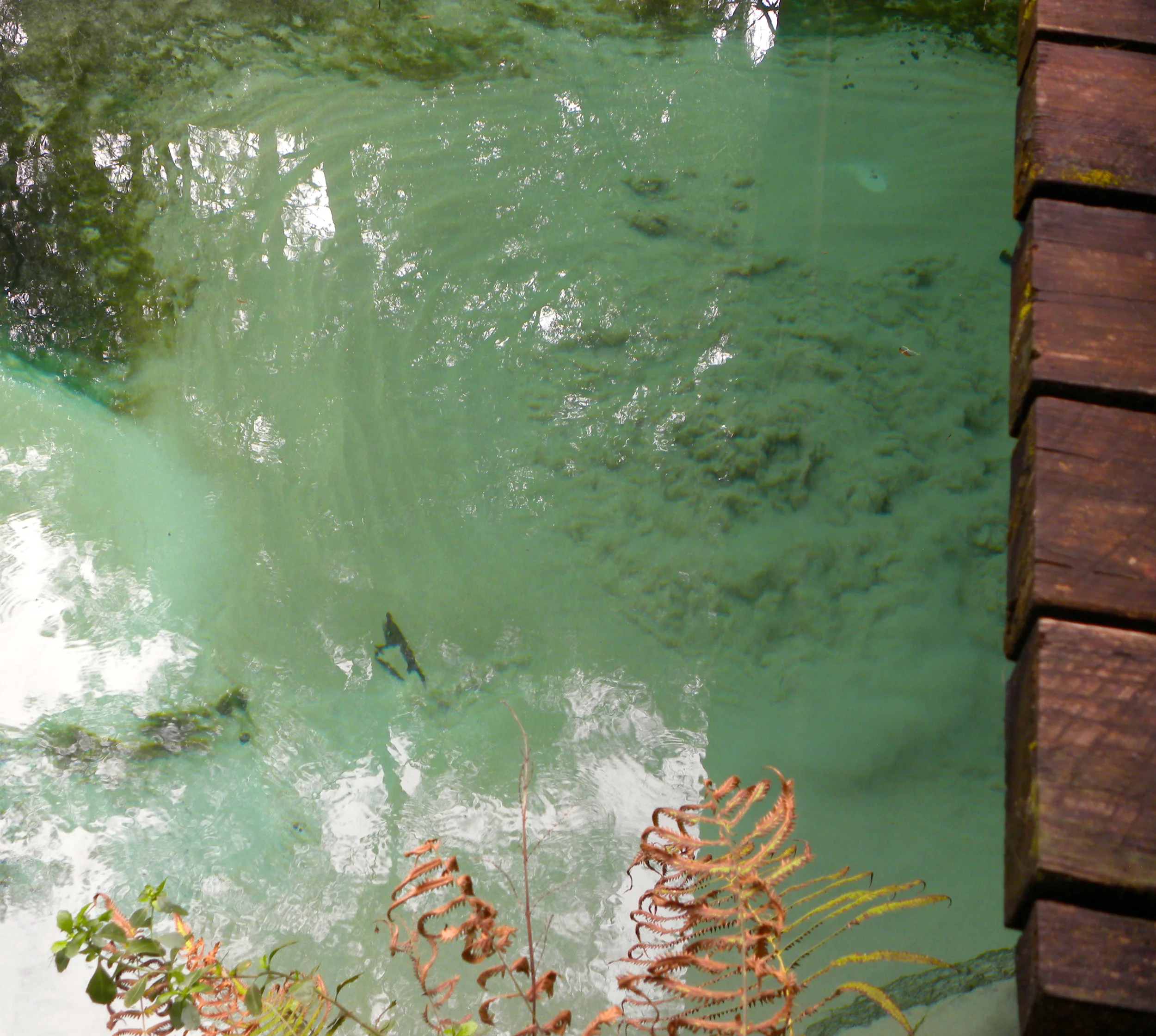 Juniper Springs Trail  - 30.JPG