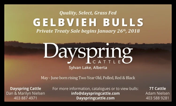 70339 Dayspring Cattle - Ad 2.jpg