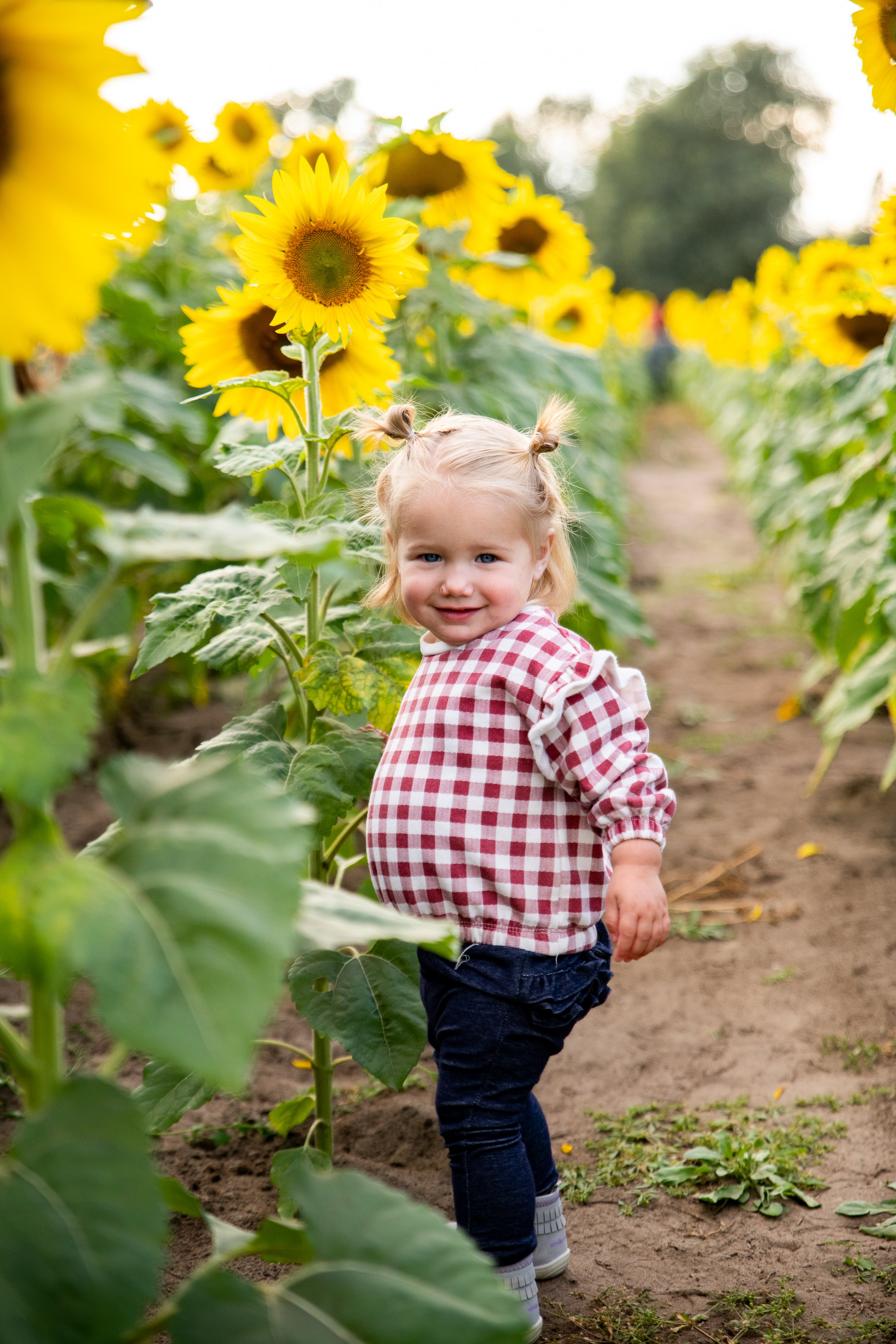 Anoka Sunflower Field-2.jpg