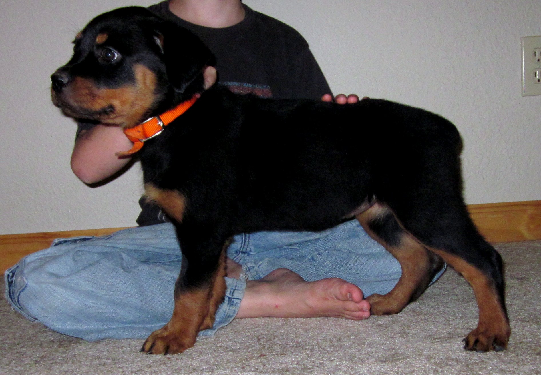 Dresden at 8 weeks.