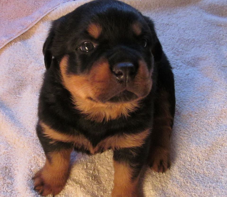 Dresden at 3 weeks. Gosh I love that mug!