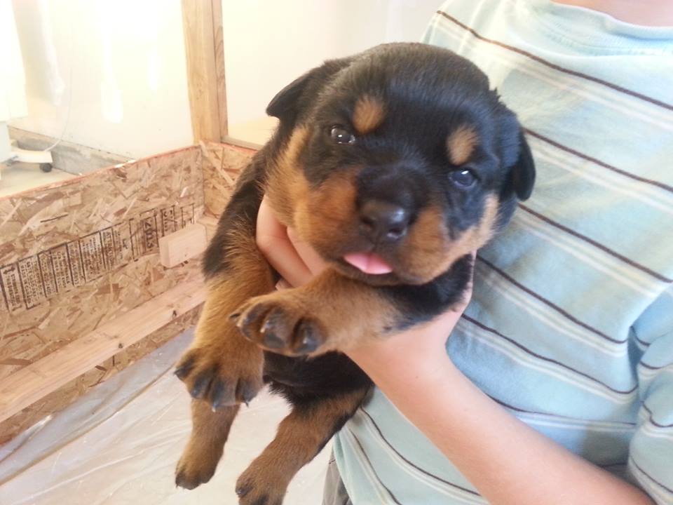Dresden at 2 weeks.