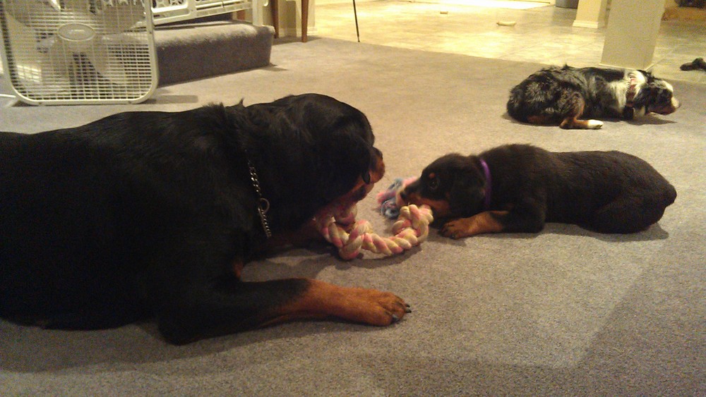 Io learning some lessons from Cedes!
