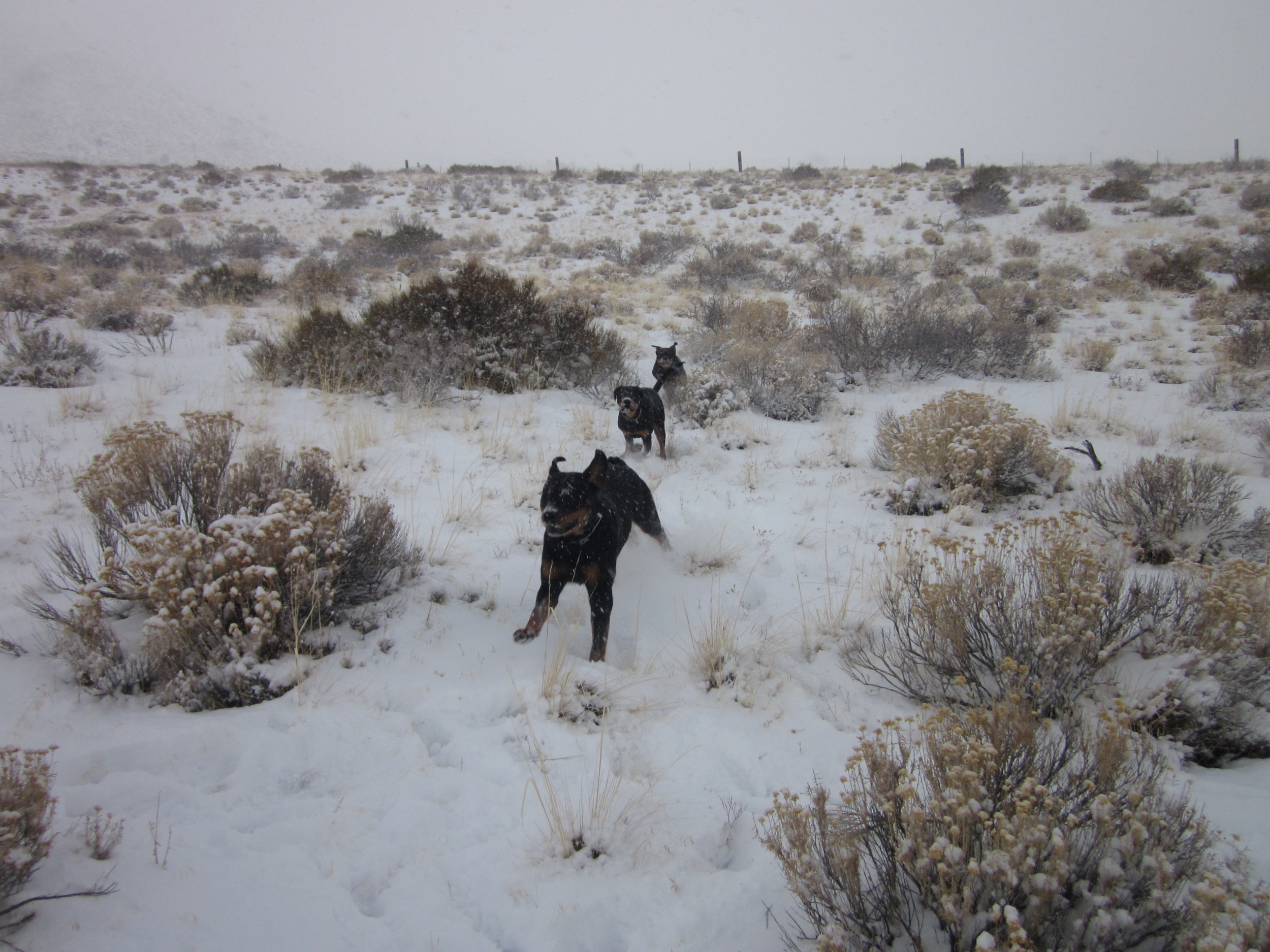 Hiking together! Wrestling, chasing, just being dogs!