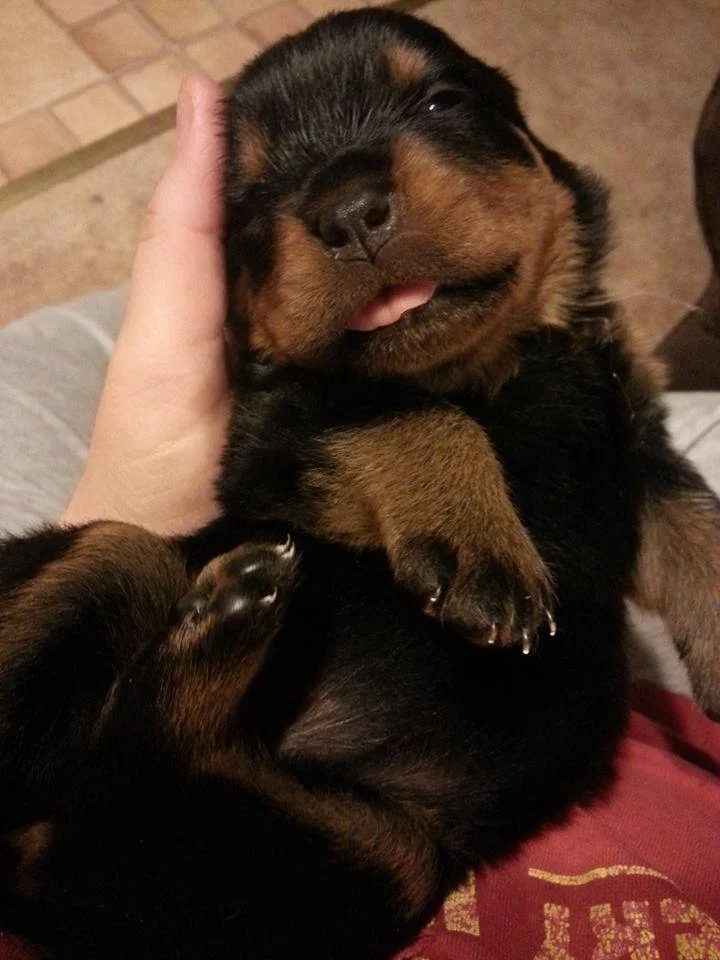 2 weeks. I'm already in love!